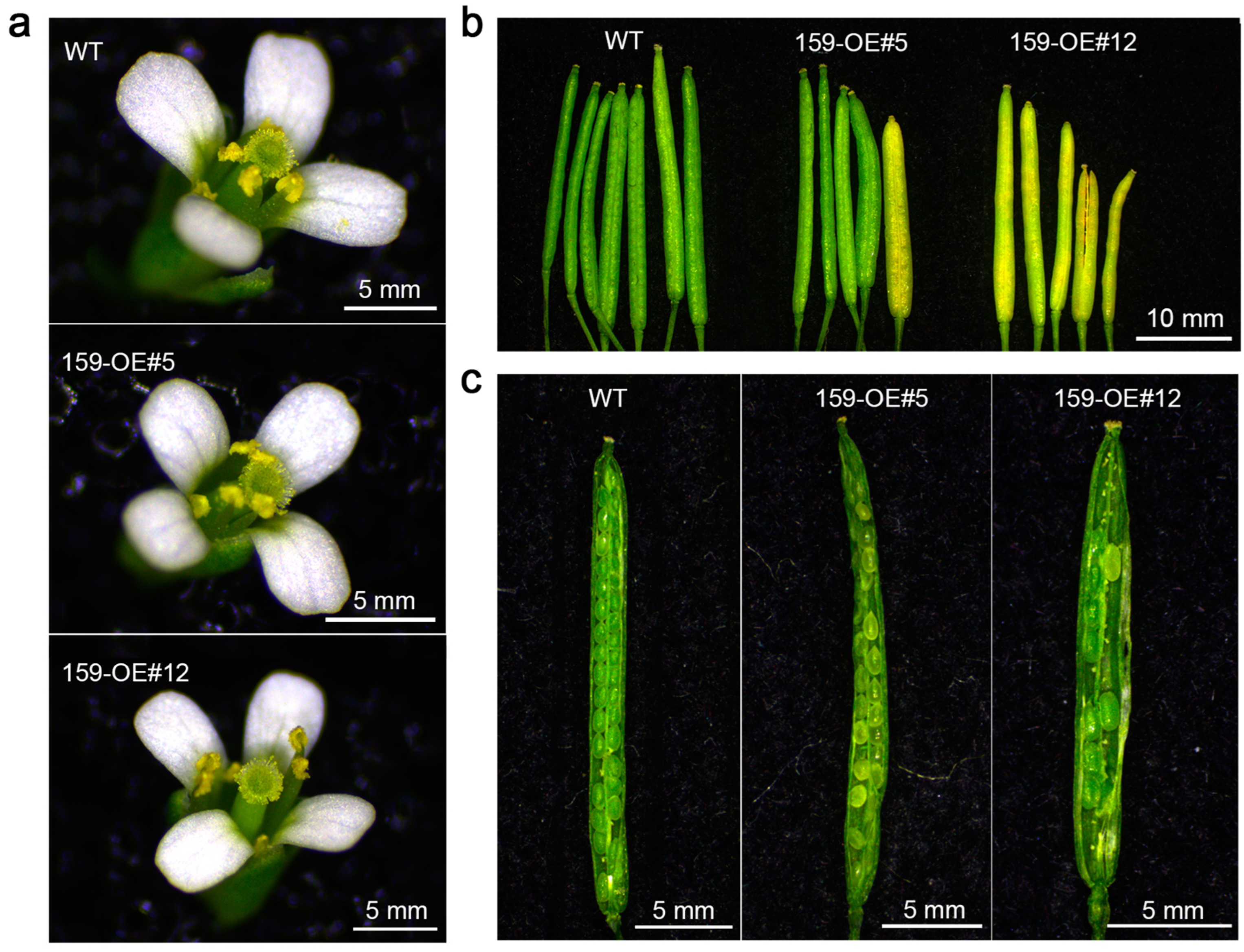 Genes 16 00035 g003 Genes 16 00035 g003