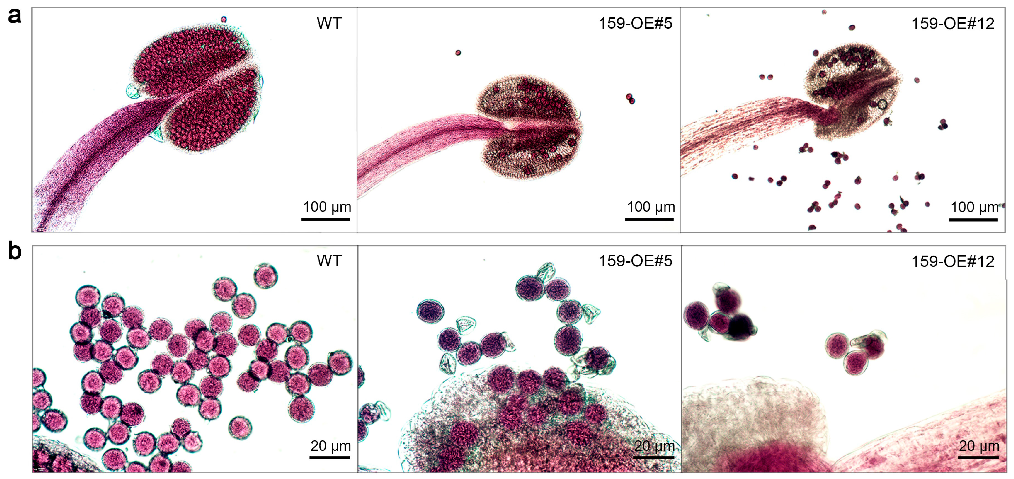 Genes 16 00035 g004 Genes 16 00035 g004