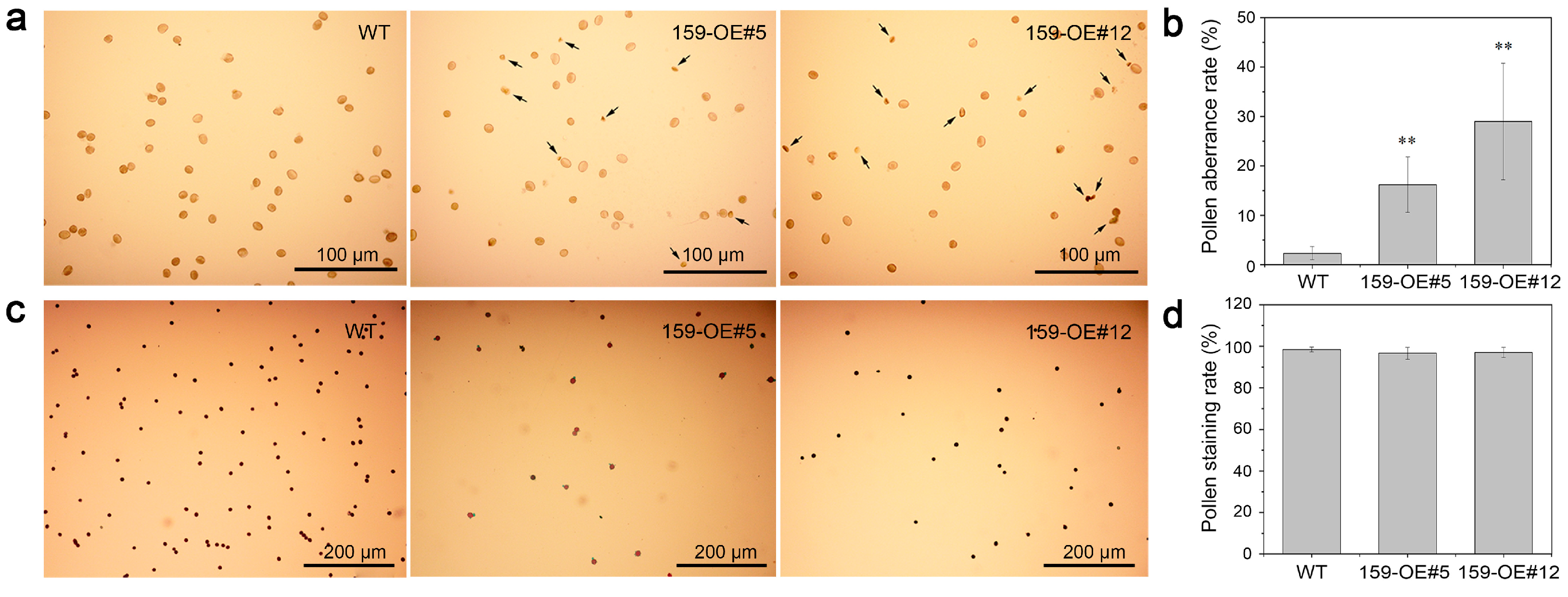 Genes 16 00035 g005 Genes 16 00035 g005