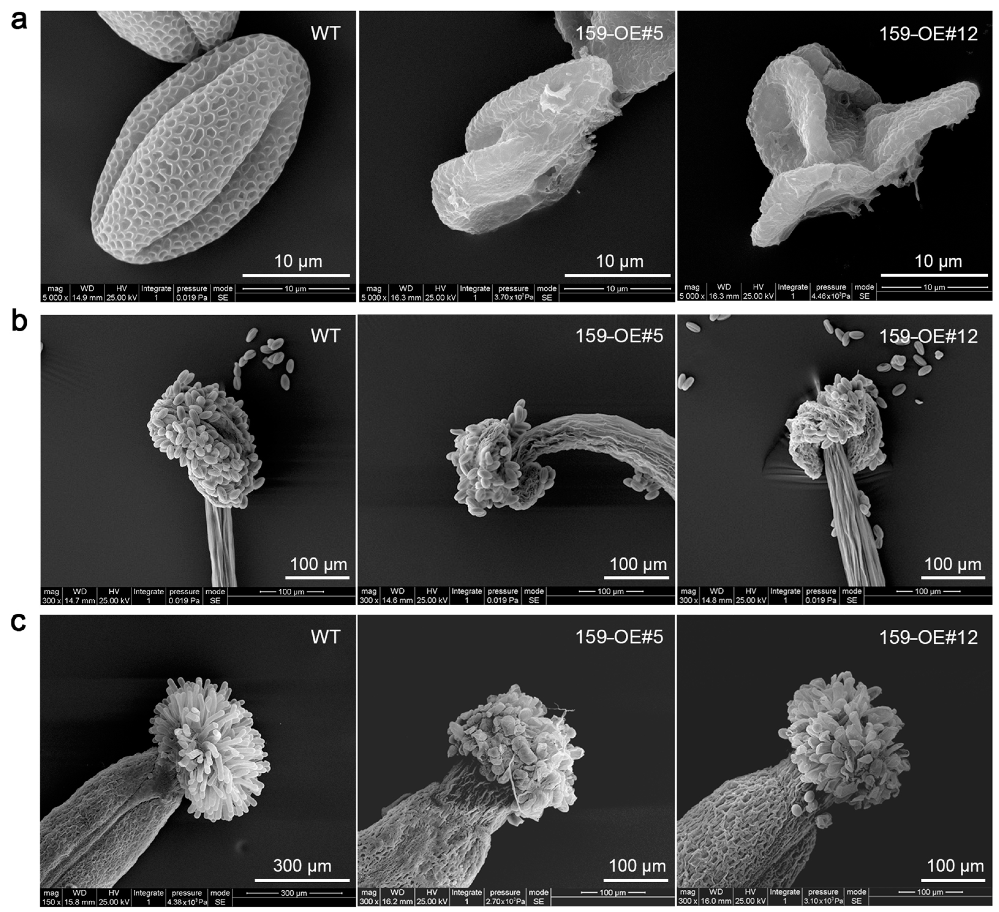Genes 16 00035 g006 Genes 16 00035 g006