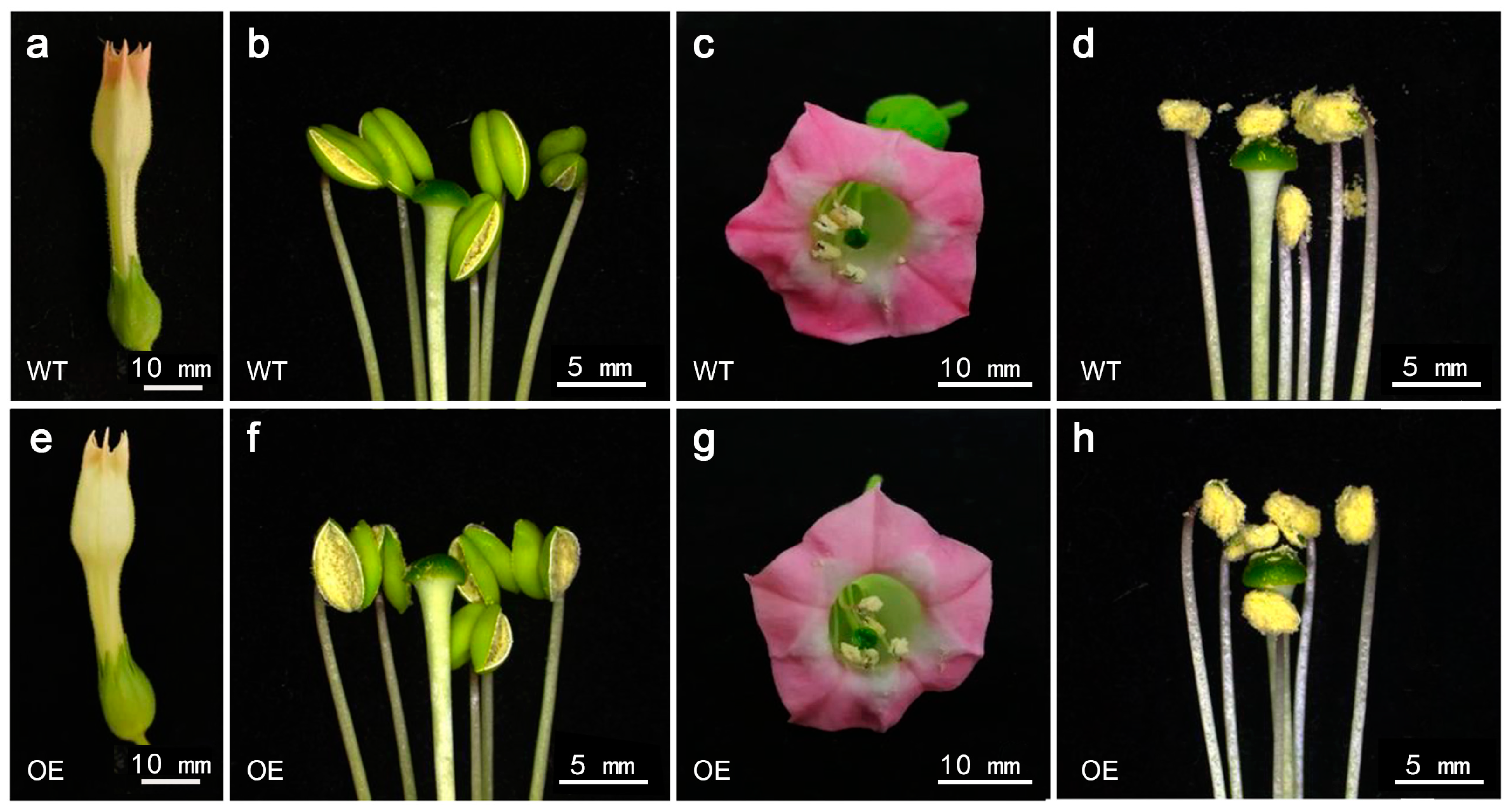 Overexpression of Cymbidium goeringii Cgo-miR159 Regulates