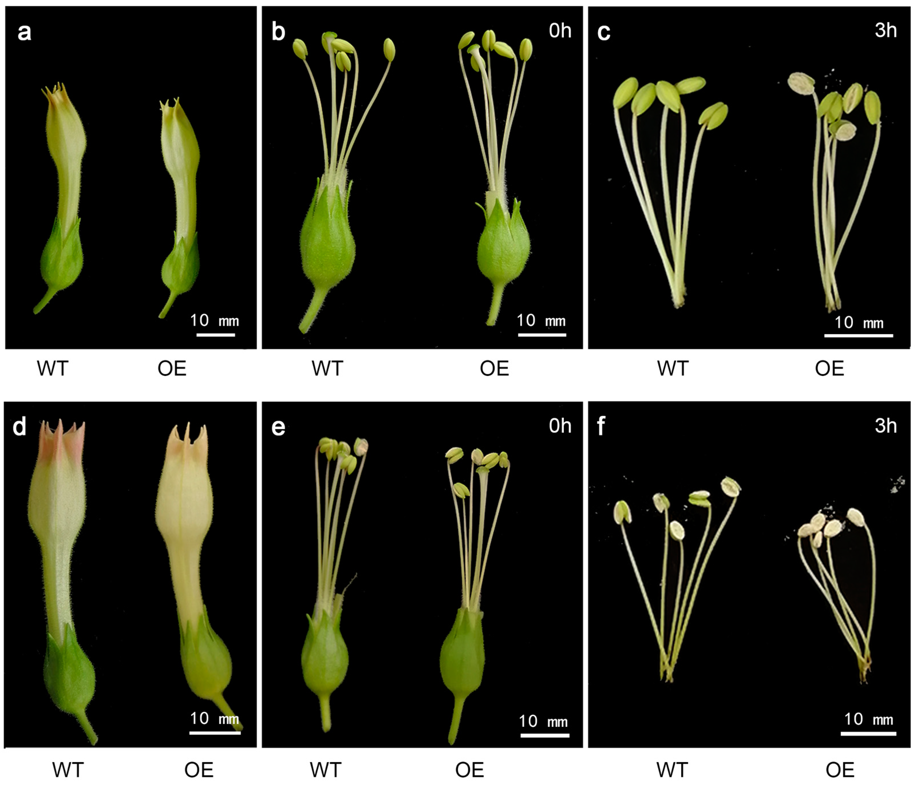 Genes 16 00035 g008 Genes 16 00035 g008