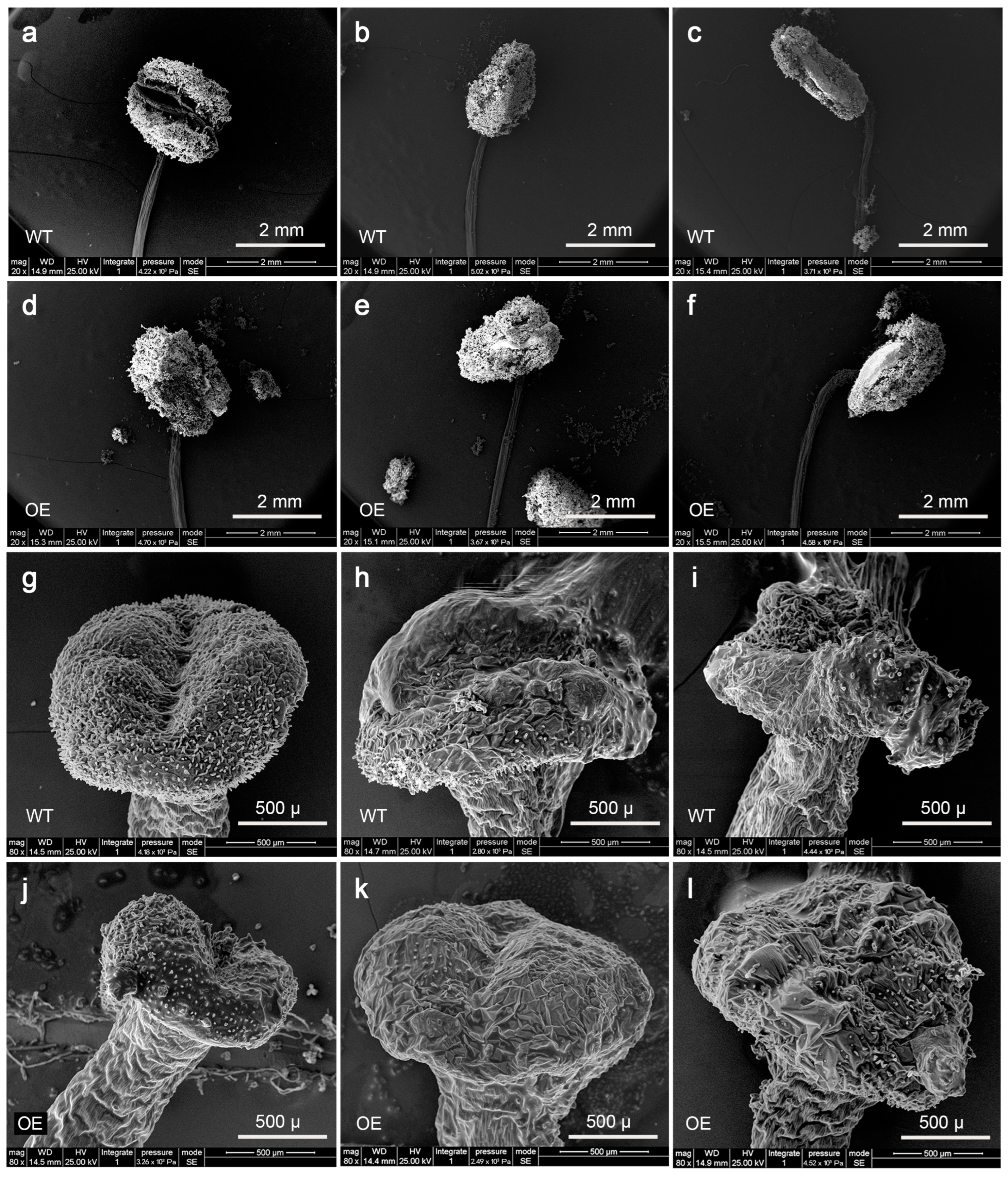 Genes 16 00035 g009 Genes 16 00035 g009