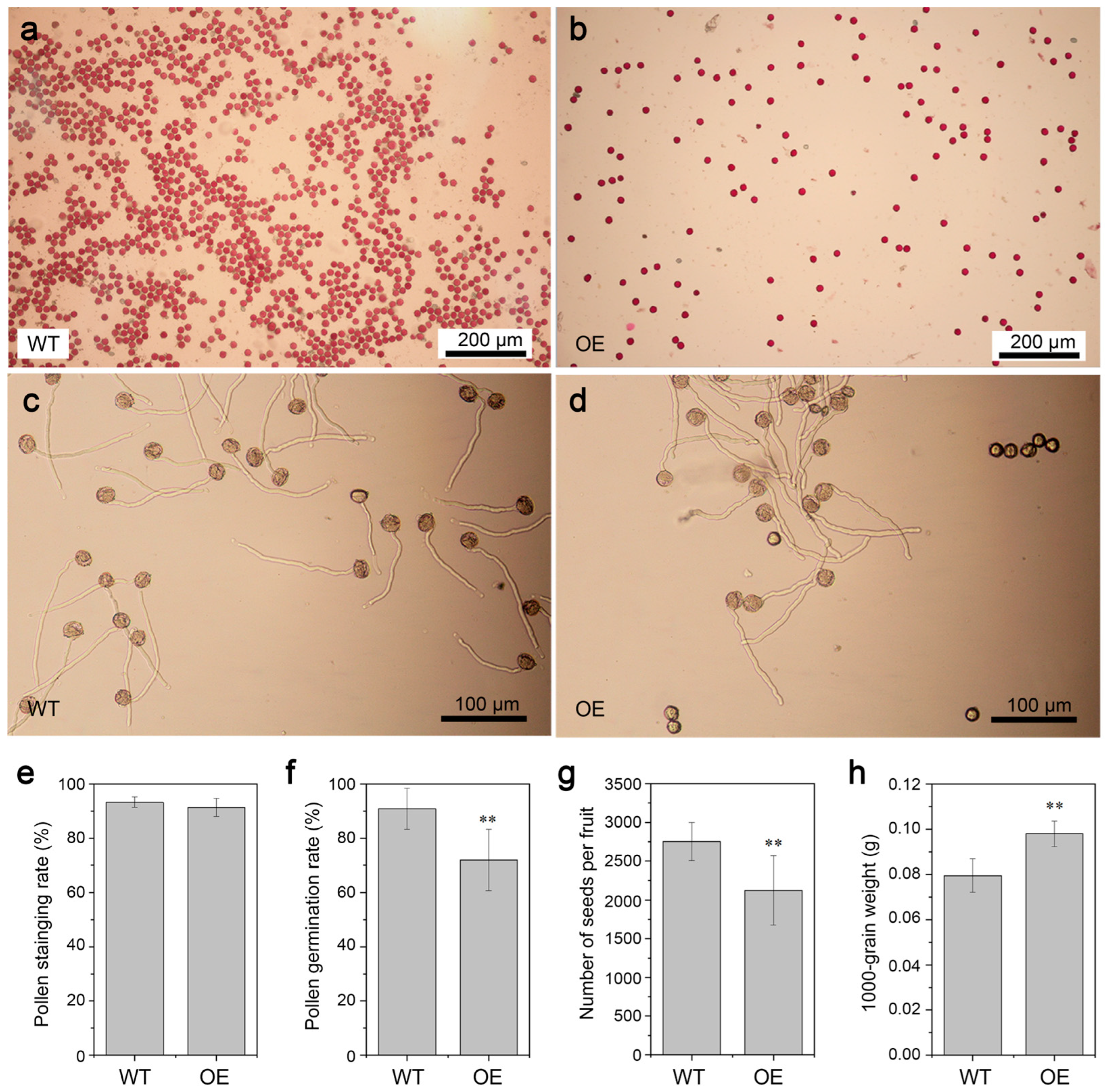 Genes 16 00035 g011 Genes 16 00035 g011
