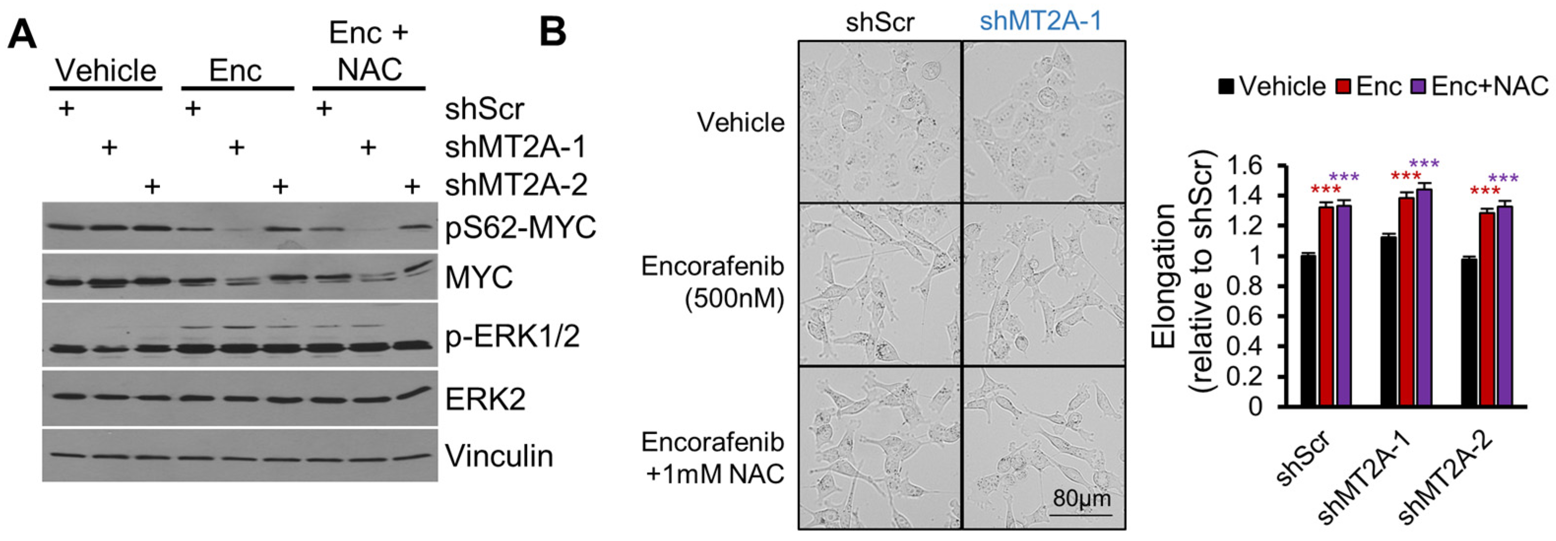 Genes 16 00042 g008