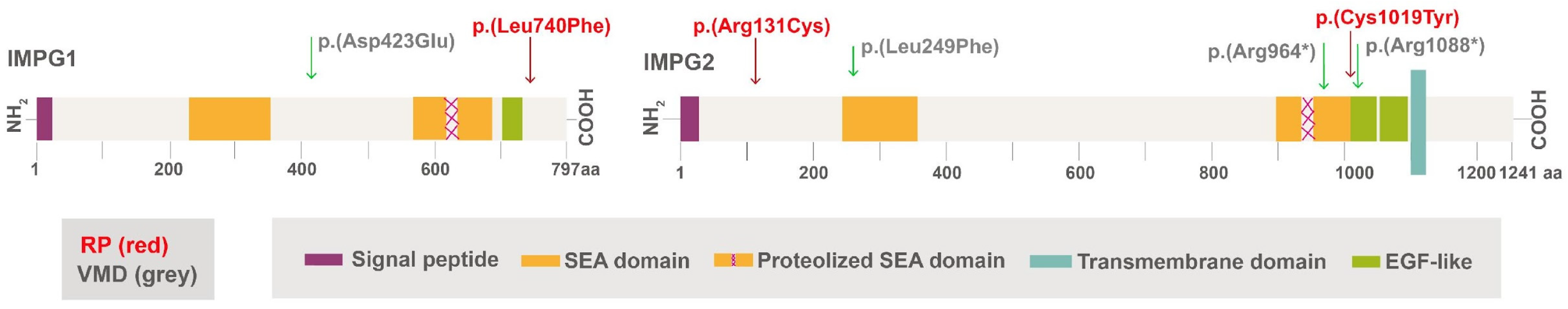 Genes 16 00043 g001 Genes 16 00043 g001