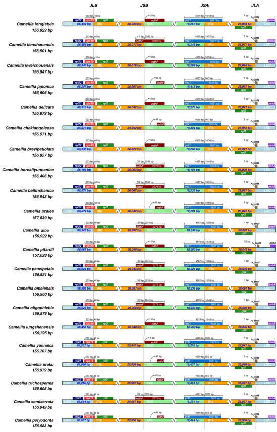 Comparative Analysis of Complete Chloroplast Genomes and Phylogenetic ...