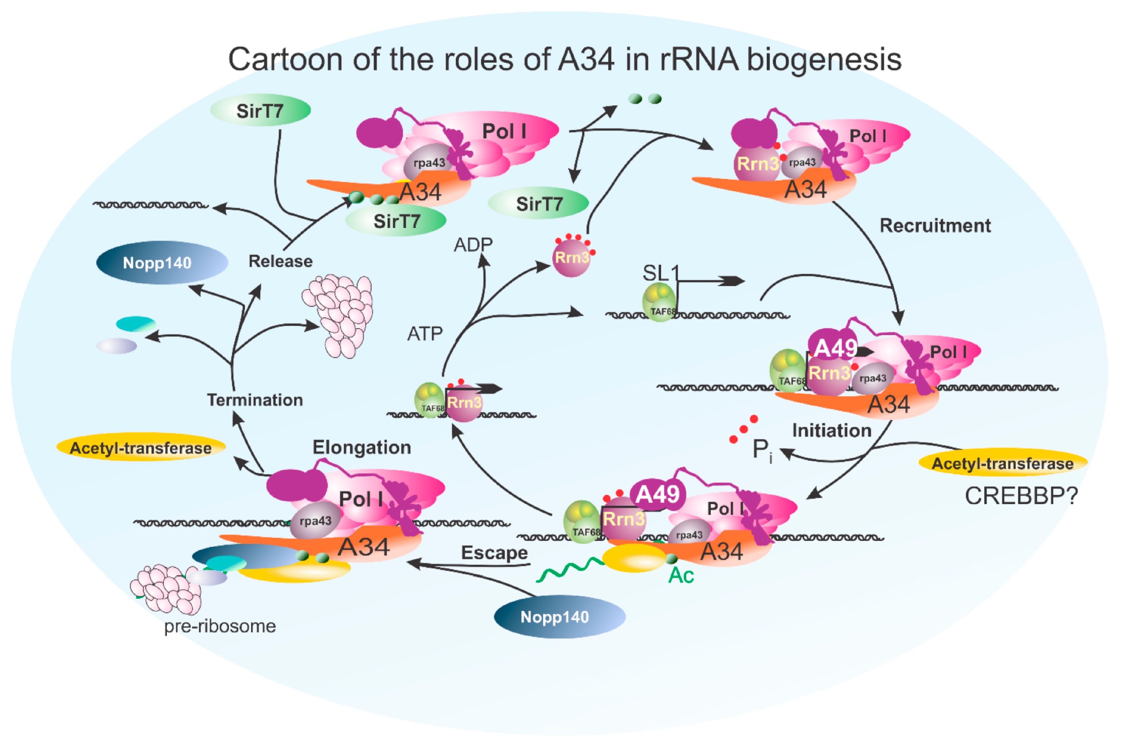 Genes 16 00061 g008 Genes 16 00061 g008