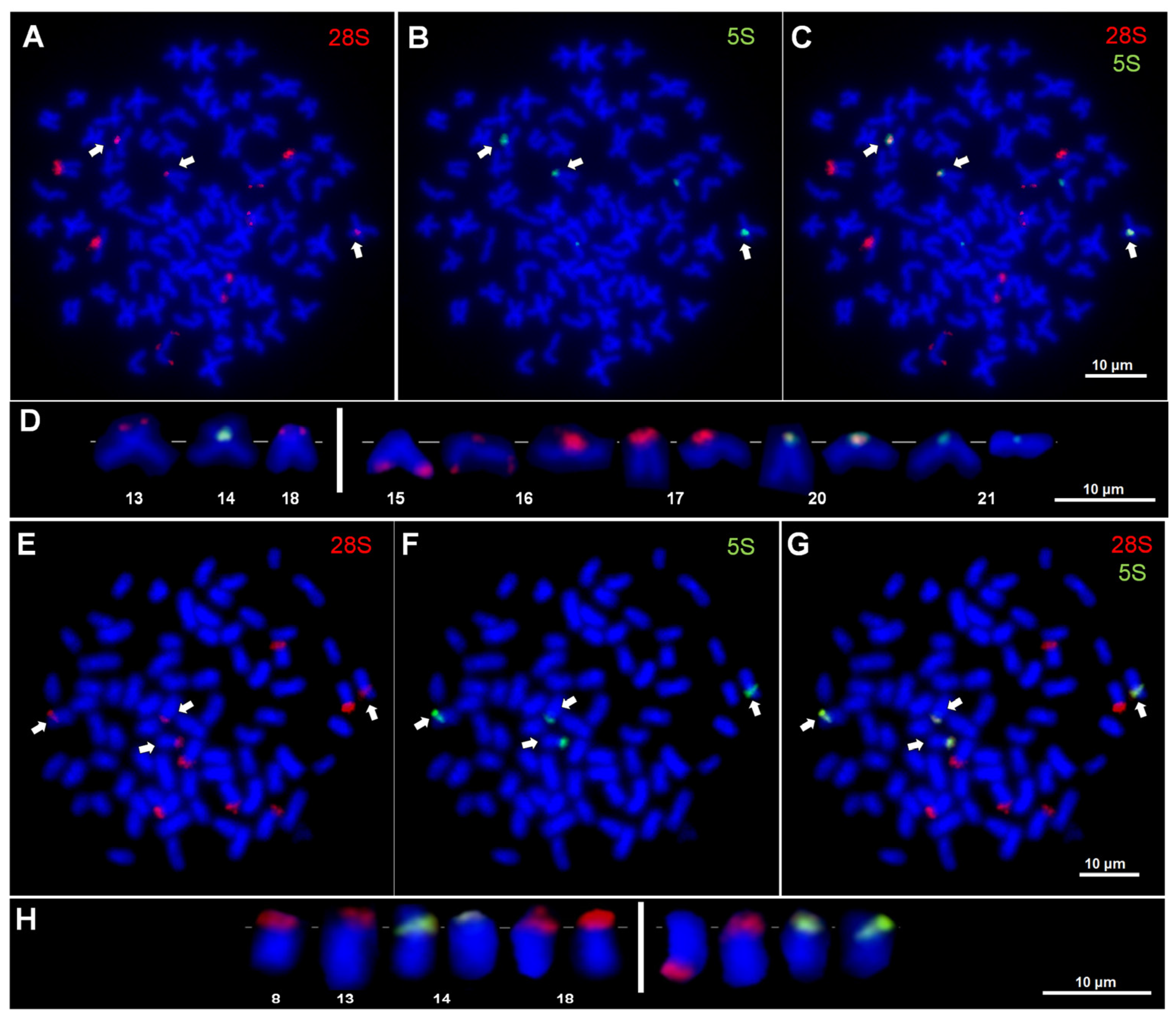 Genes 16 00068 g002 Genes 16 00068 g002