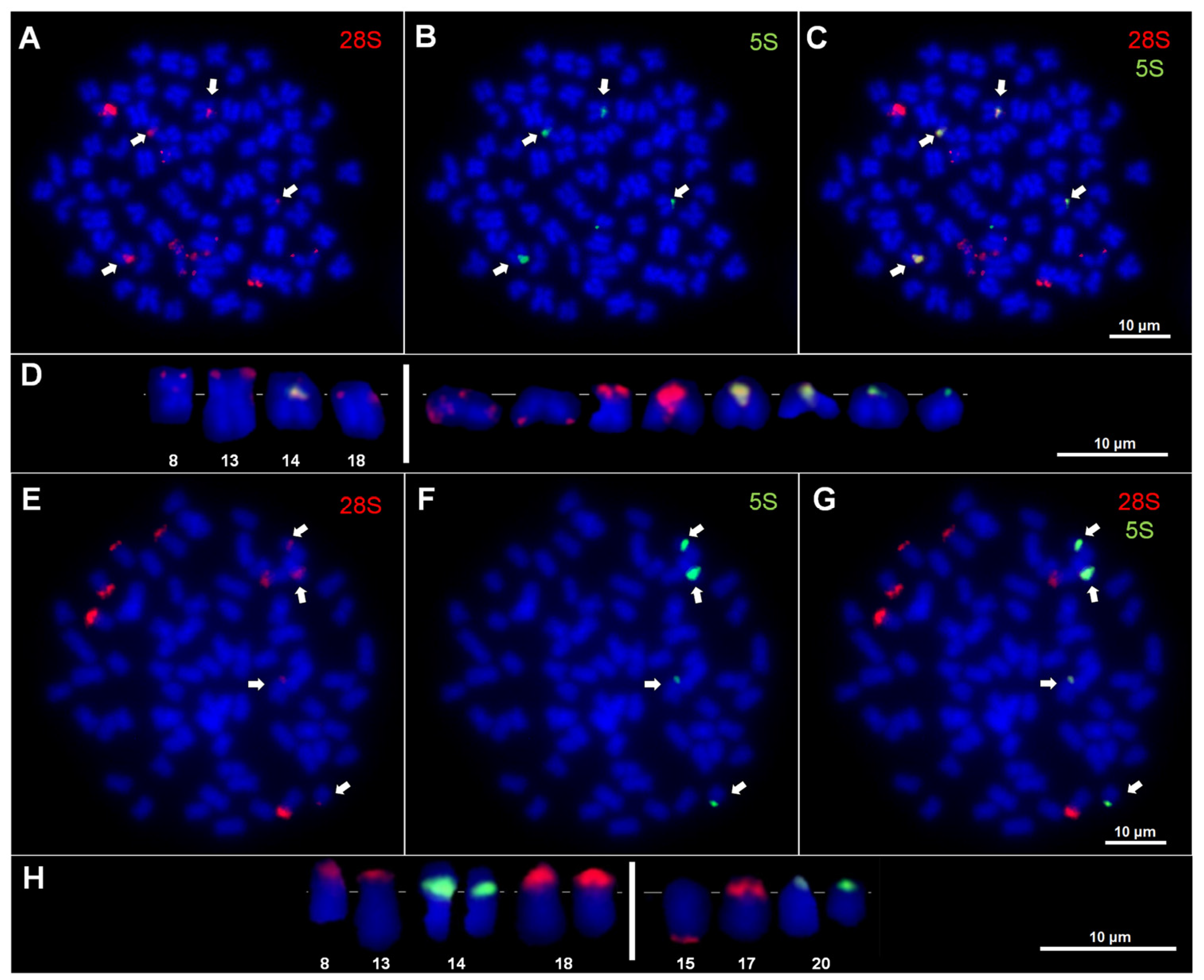 Genes 16 00068 g003 Genes 16 00068 g003