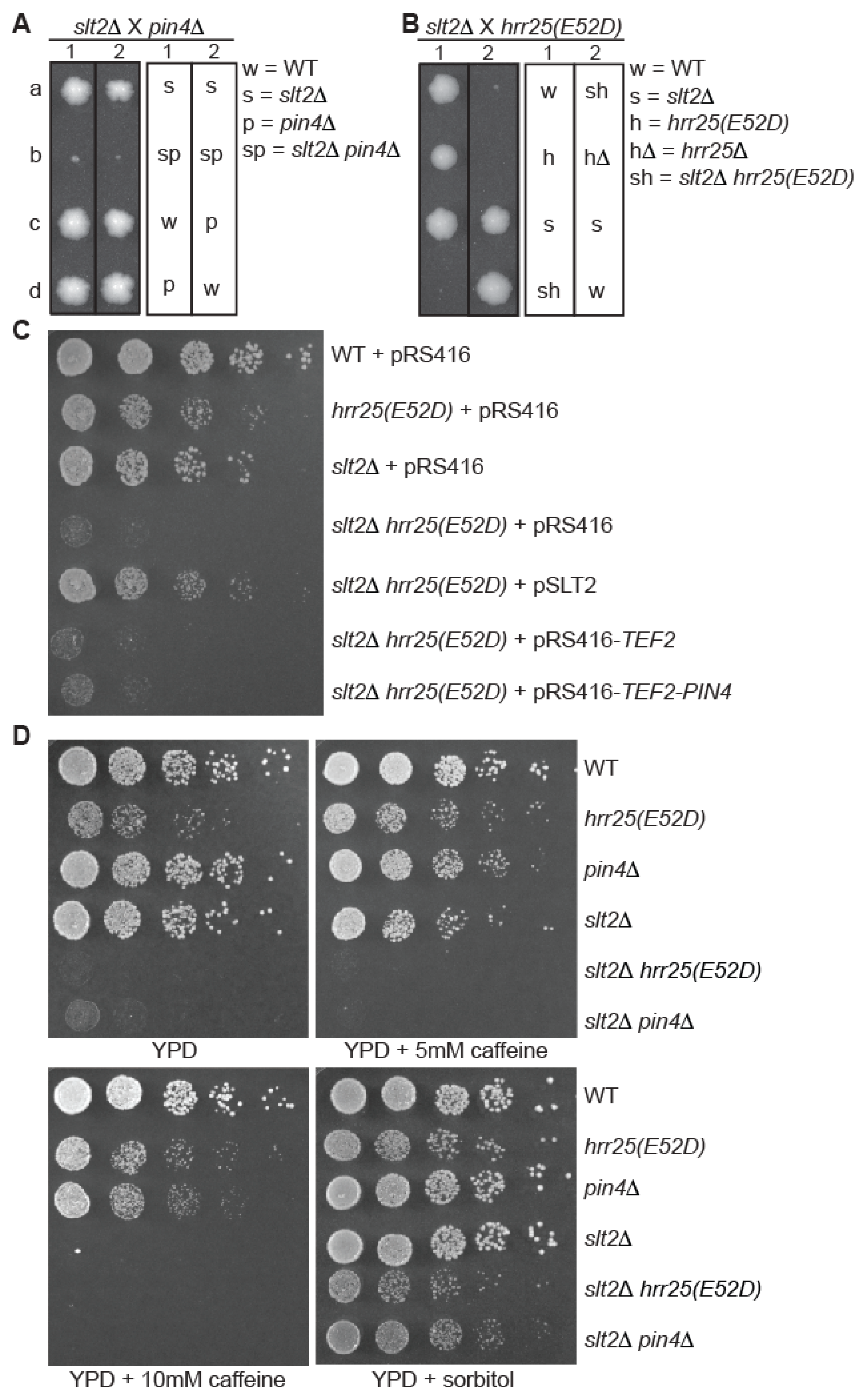 Casein Kinase I Protein Hrr25 Is Required for Pin4 Phosphorylation and ...
