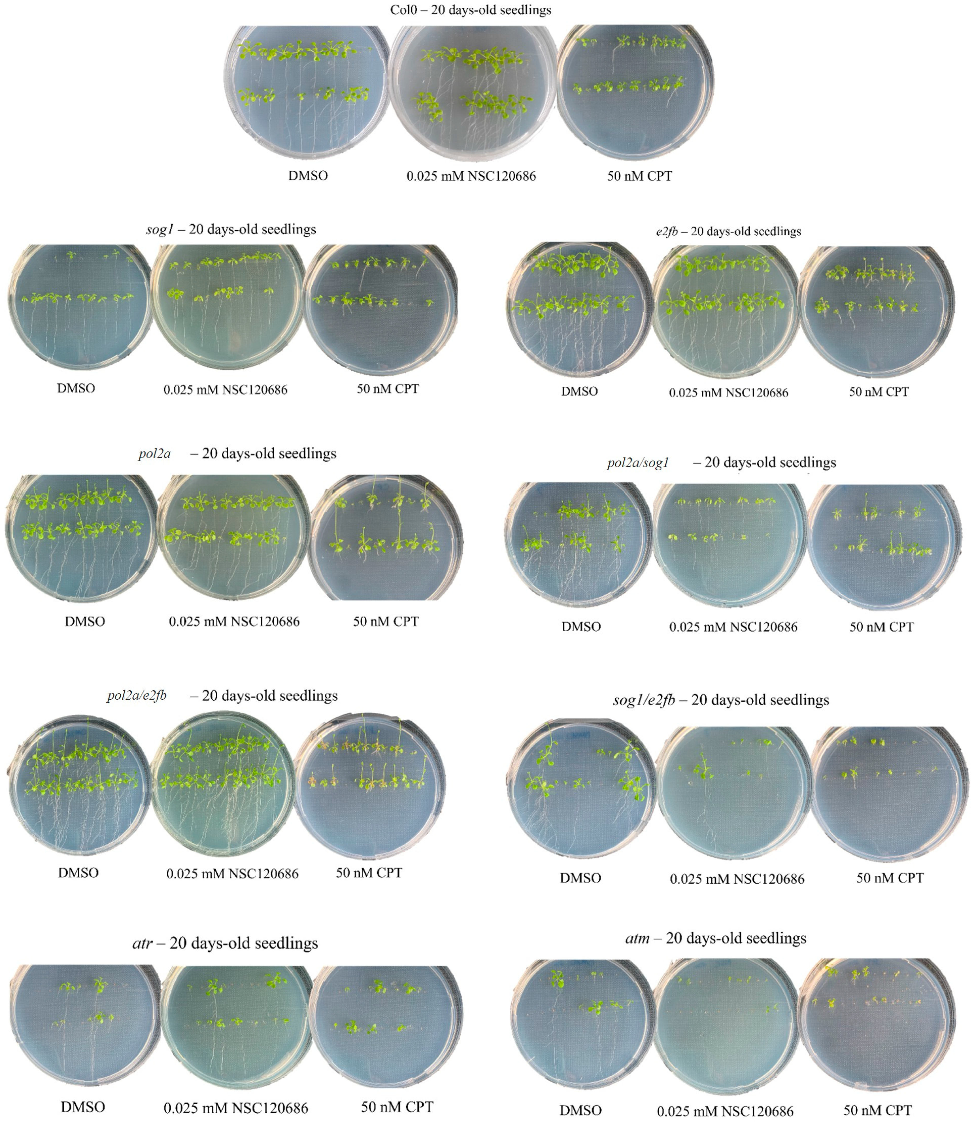 Genes 16 00103 g003 Genes 16 00103 g003