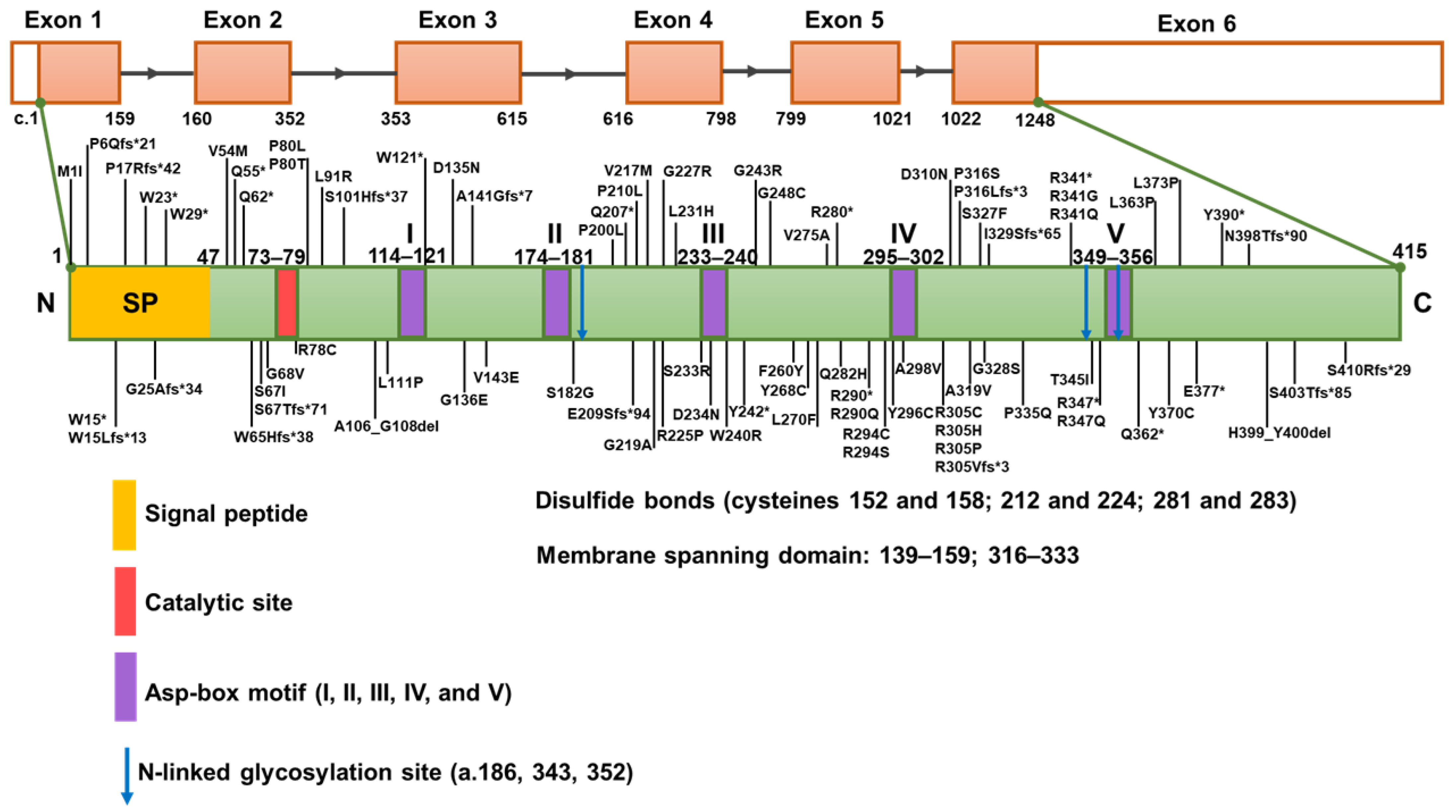 Genes 16 00151 g001