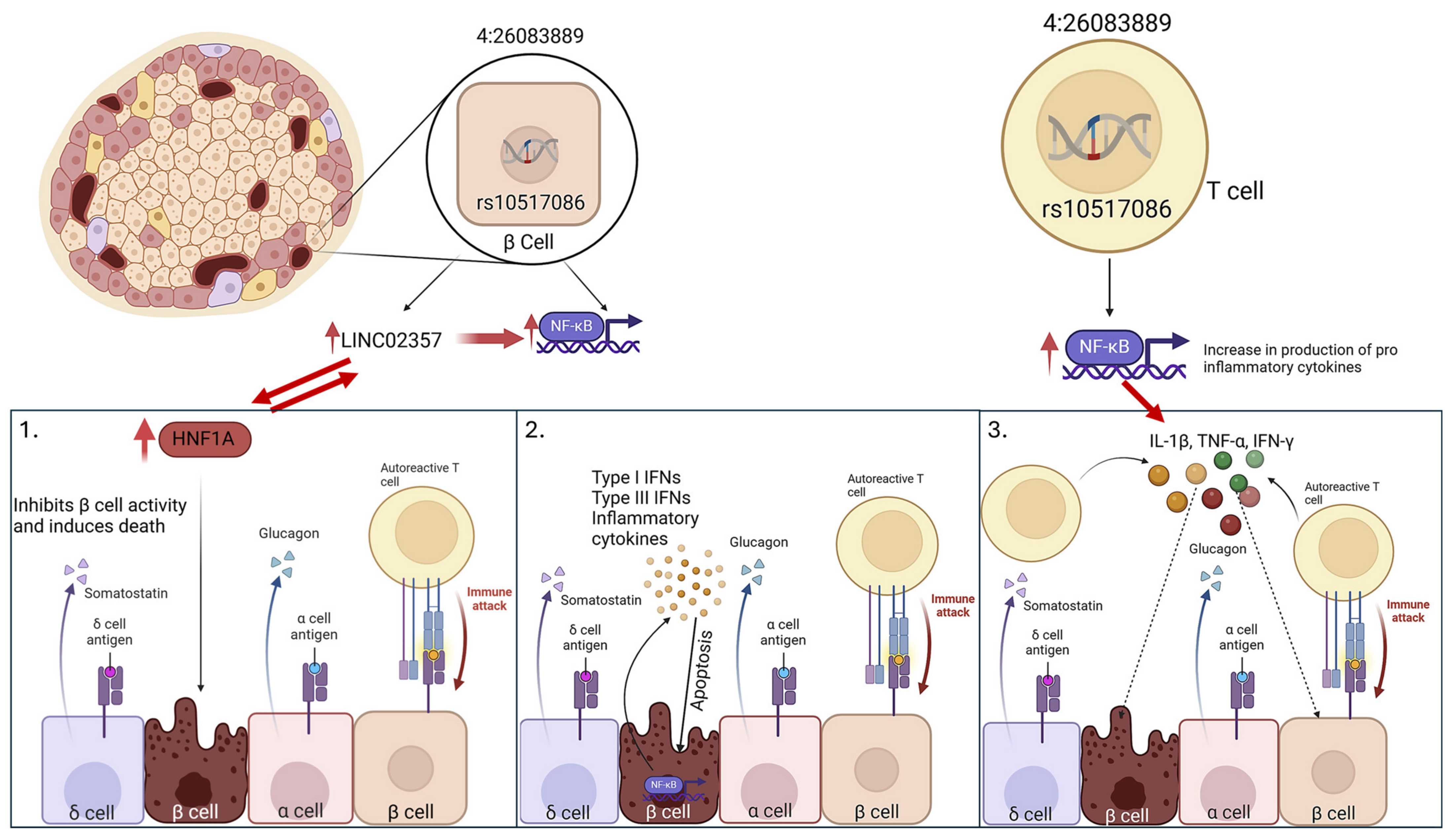 Genes 16 00172 g009 Genes 16 00172 g009