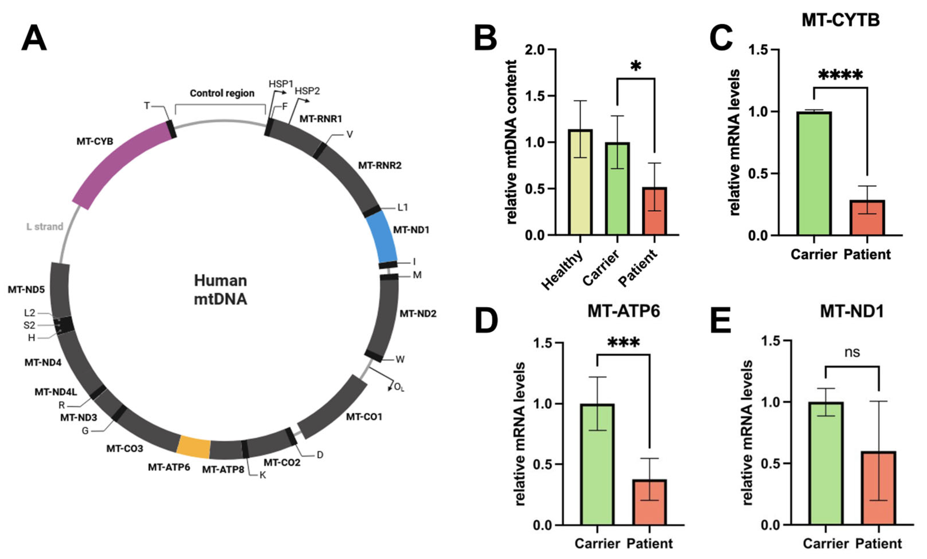 Genes 16 00198 g002