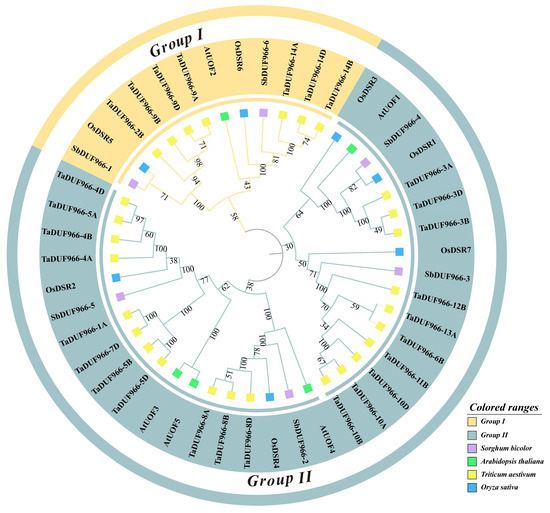 Identification of the SbDUF966 Gene Family in Sorghum and Investigation ...