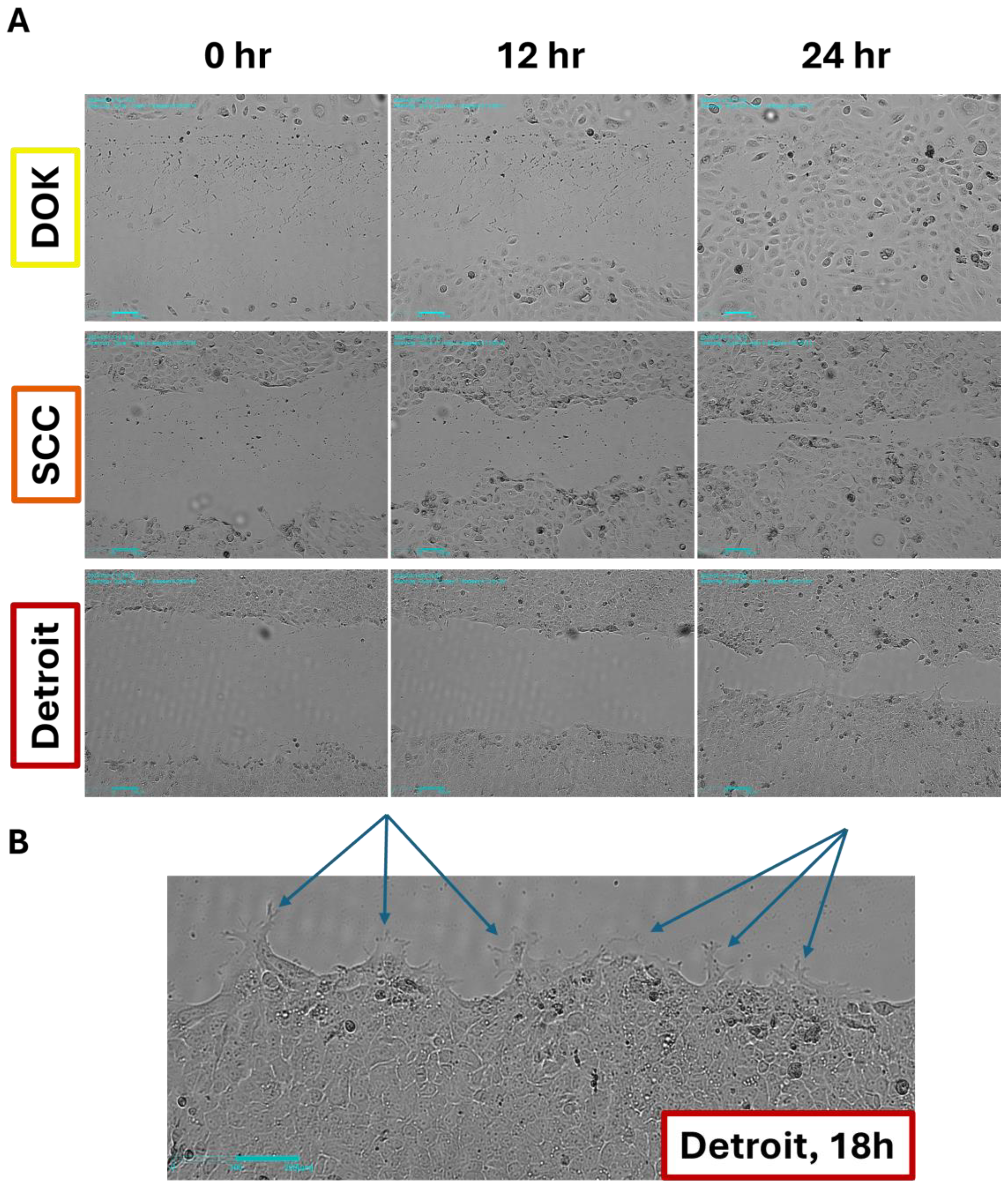 Genes 16 00209 g003