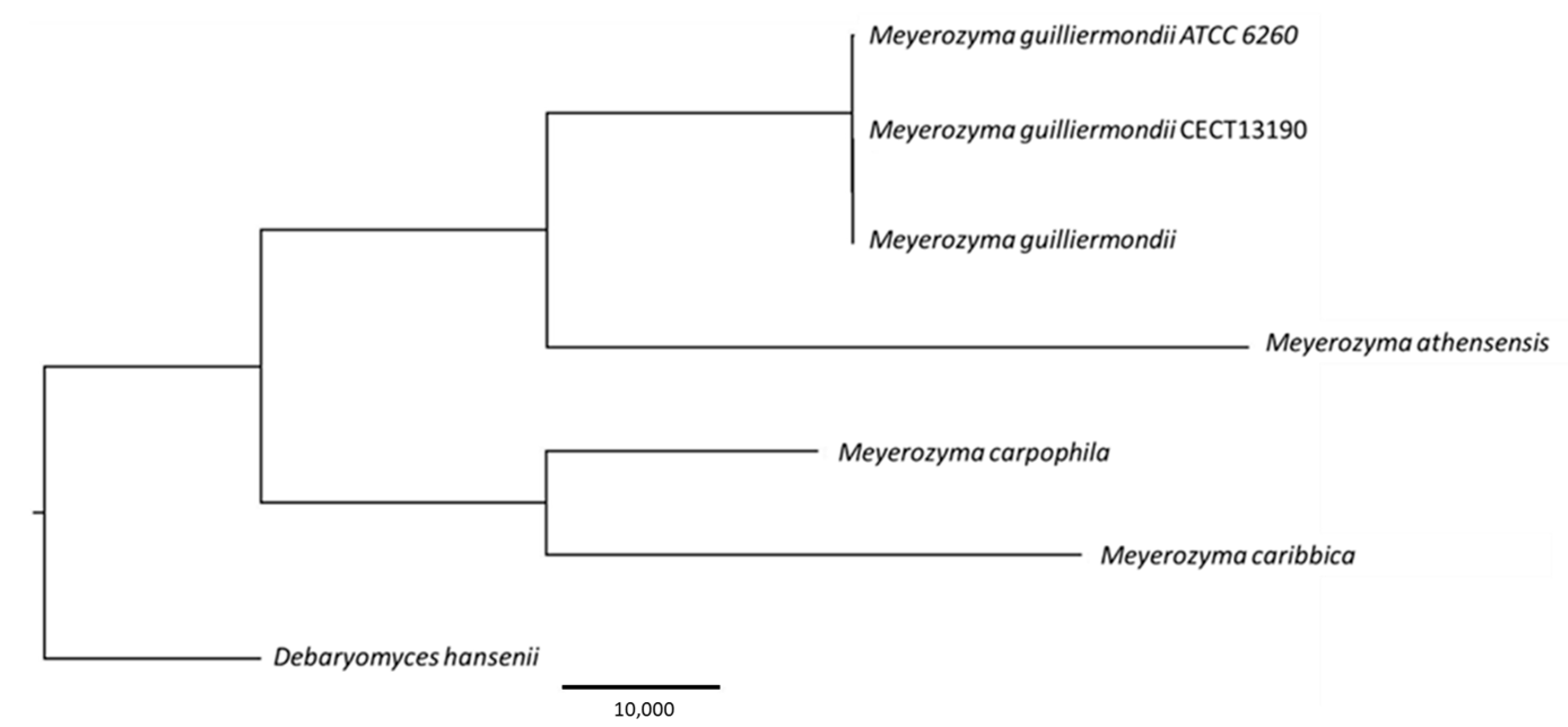 Genes 16 00214 g001 Genes 16 00214 g001