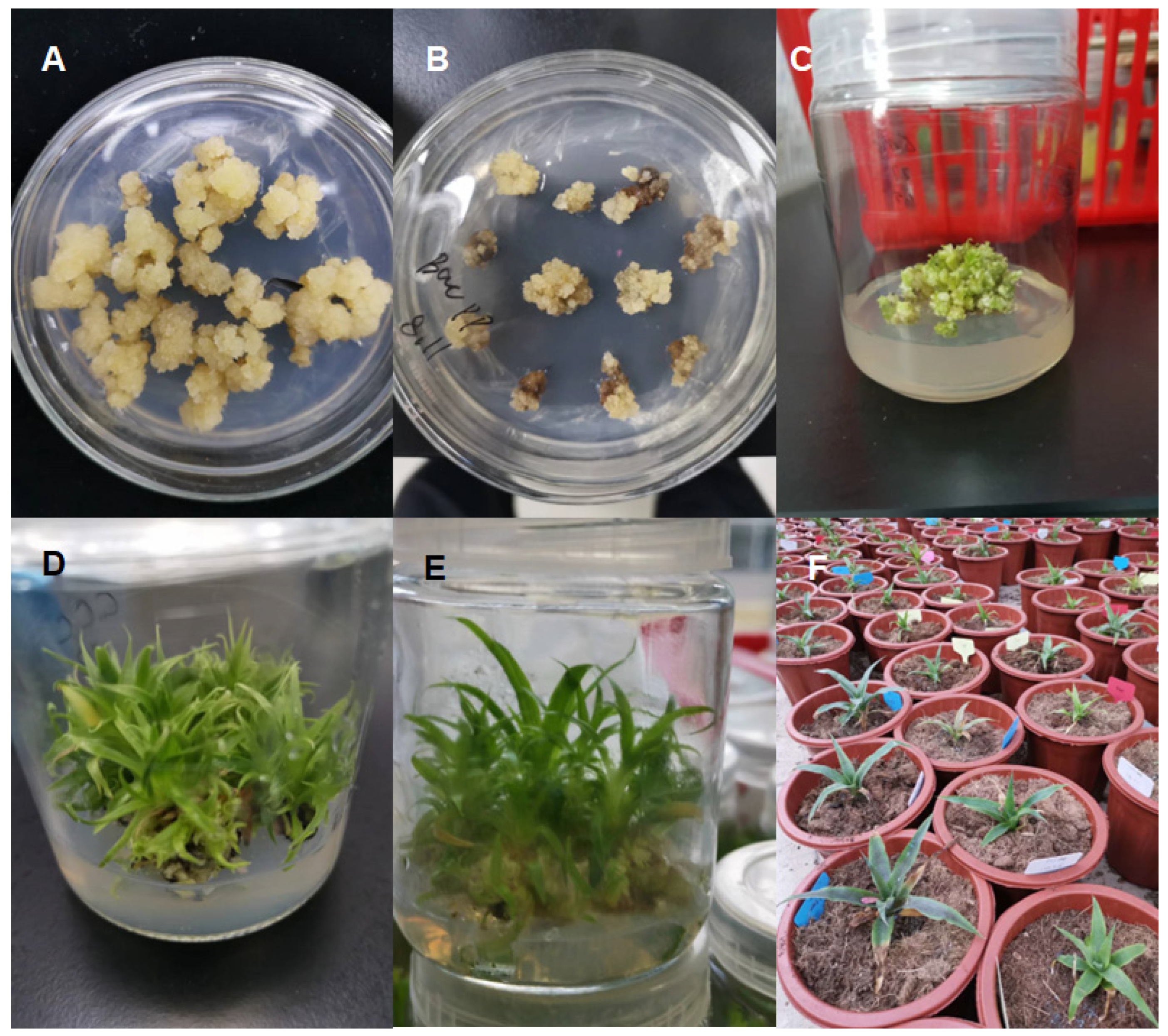 Genes 16 00217 g001 Genes 16 00217 g001