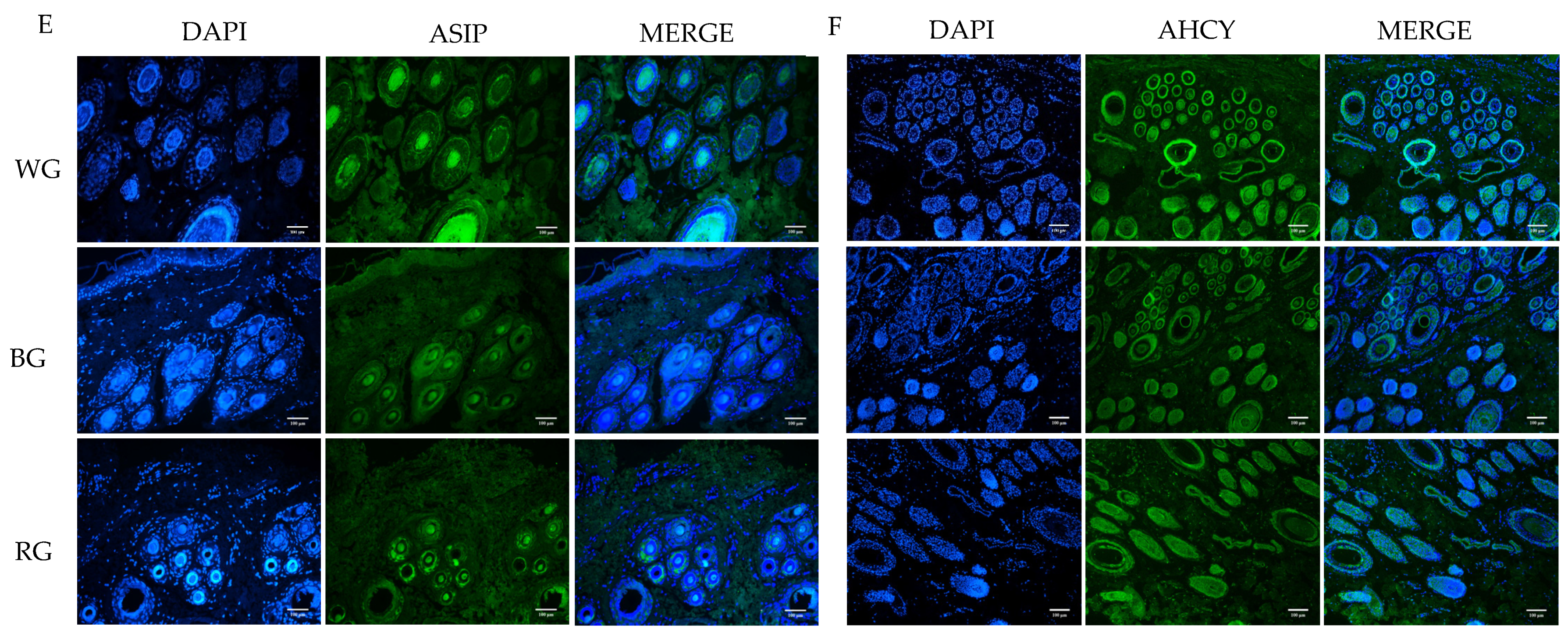 Genes 16 00222 g007b