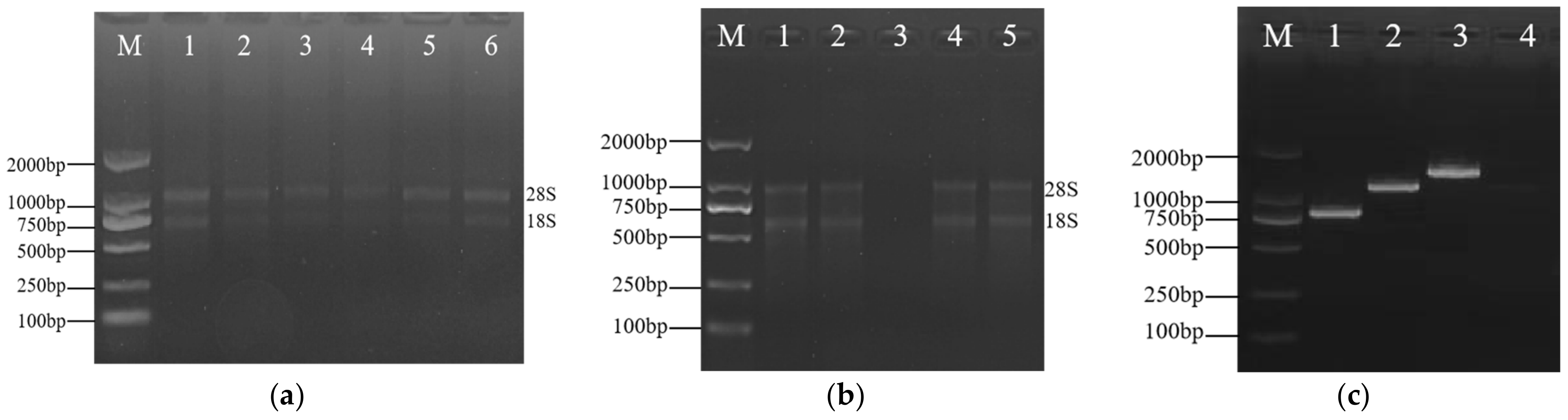 Genes 16 00228 g006