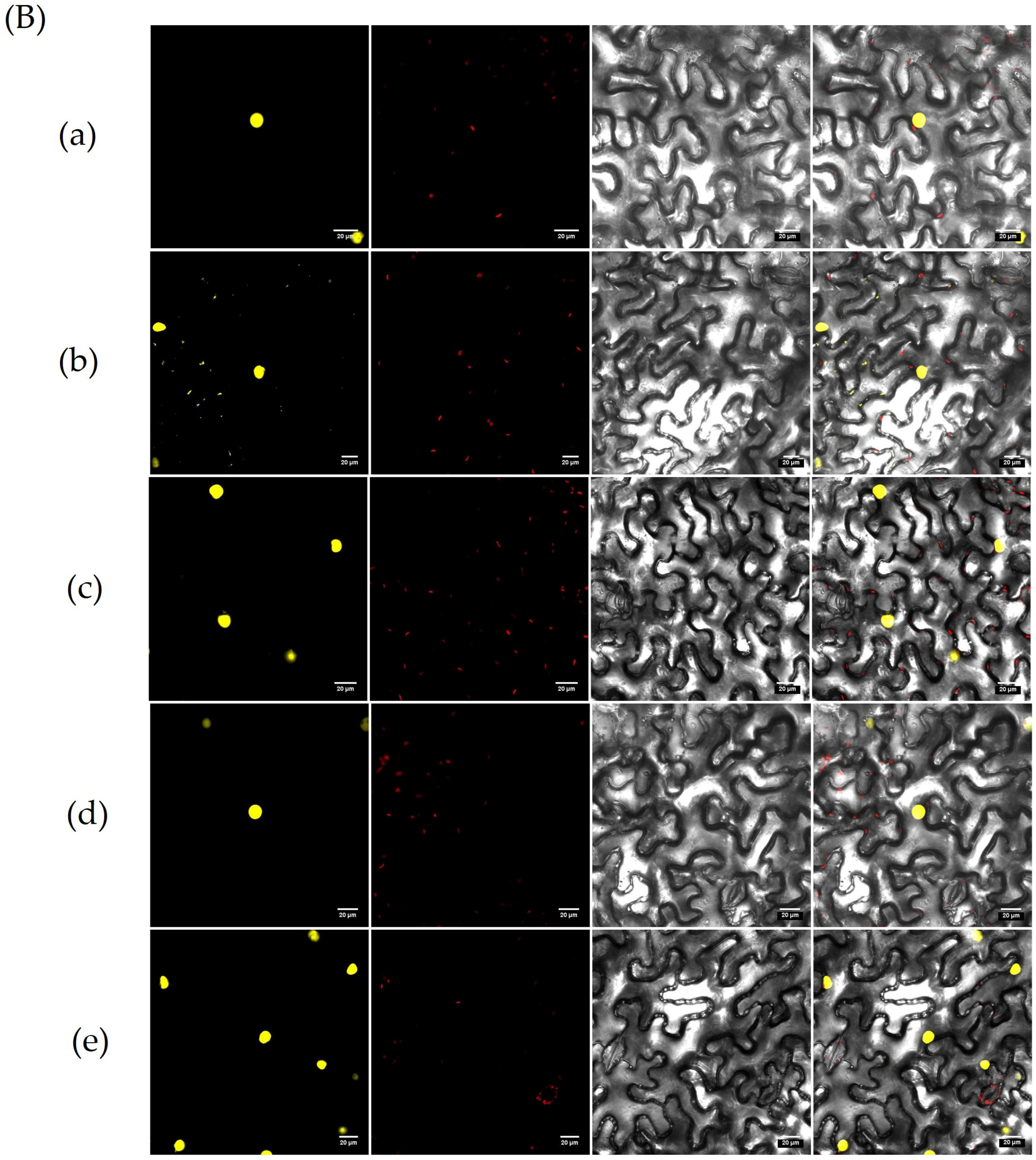 Genes 16 00240 g011b