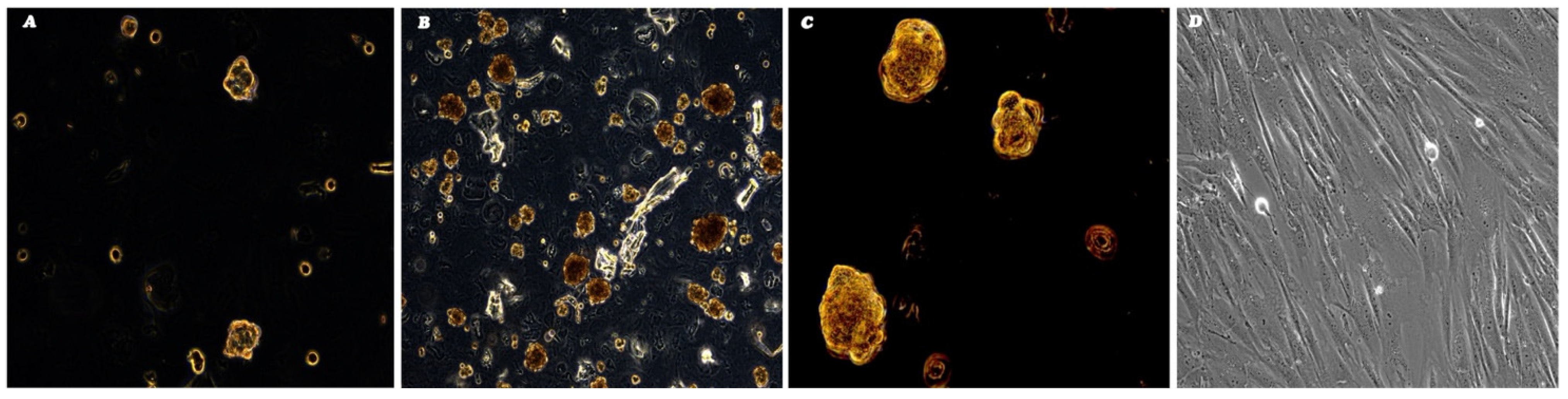 Genes 16 00263 g002 Genes 16 00263 g002