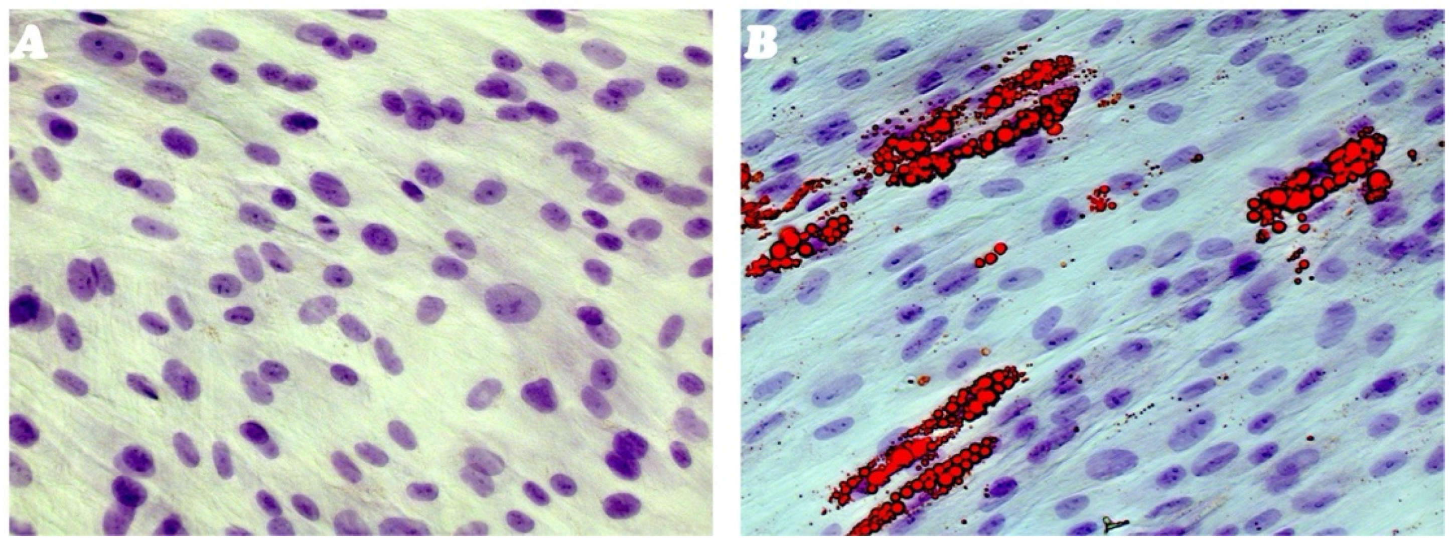 Genes 16 00263 g003 Genes 16 00263 g003