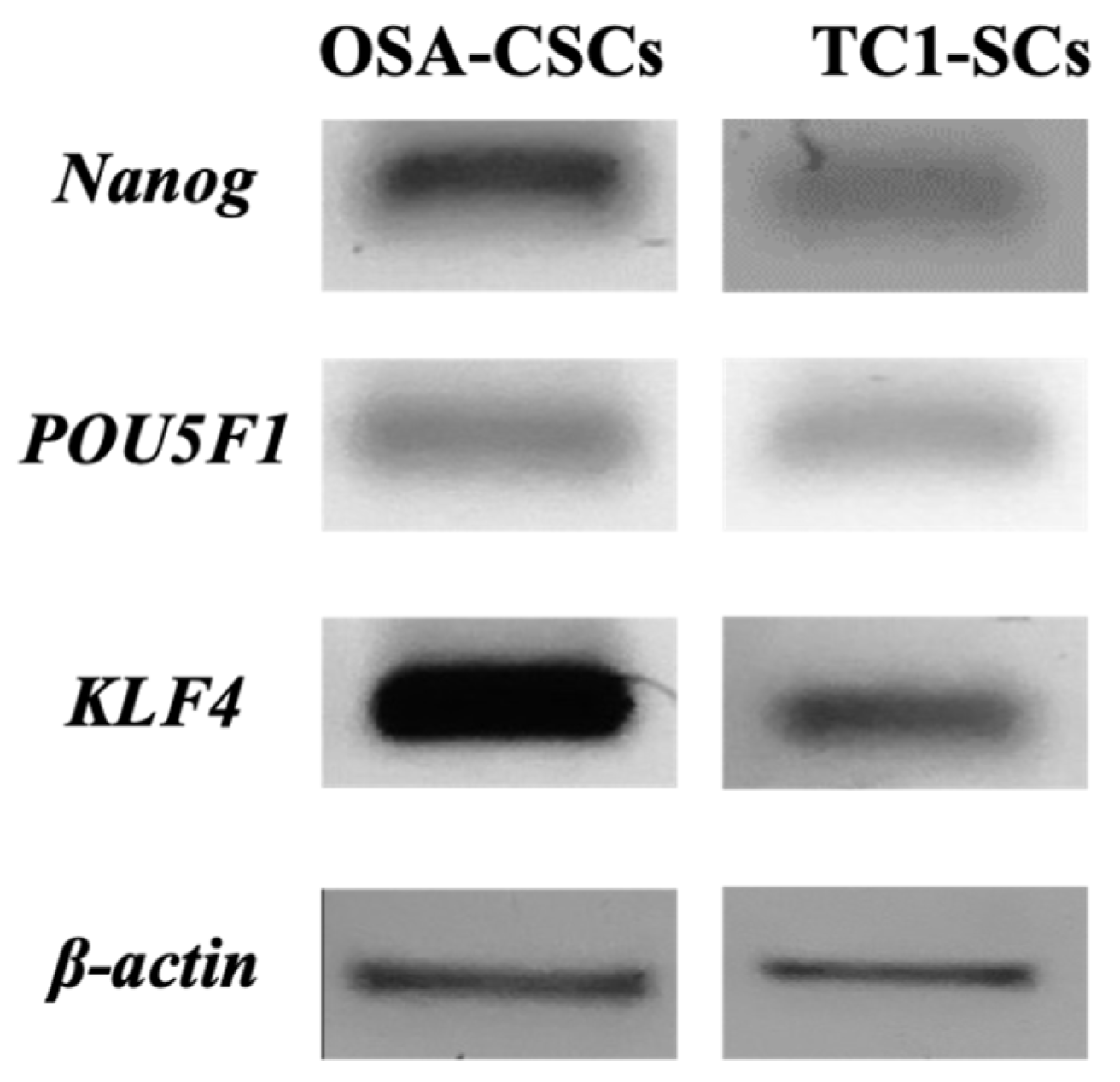 Genes 16 00263 g006 Genes 16 00263 g006