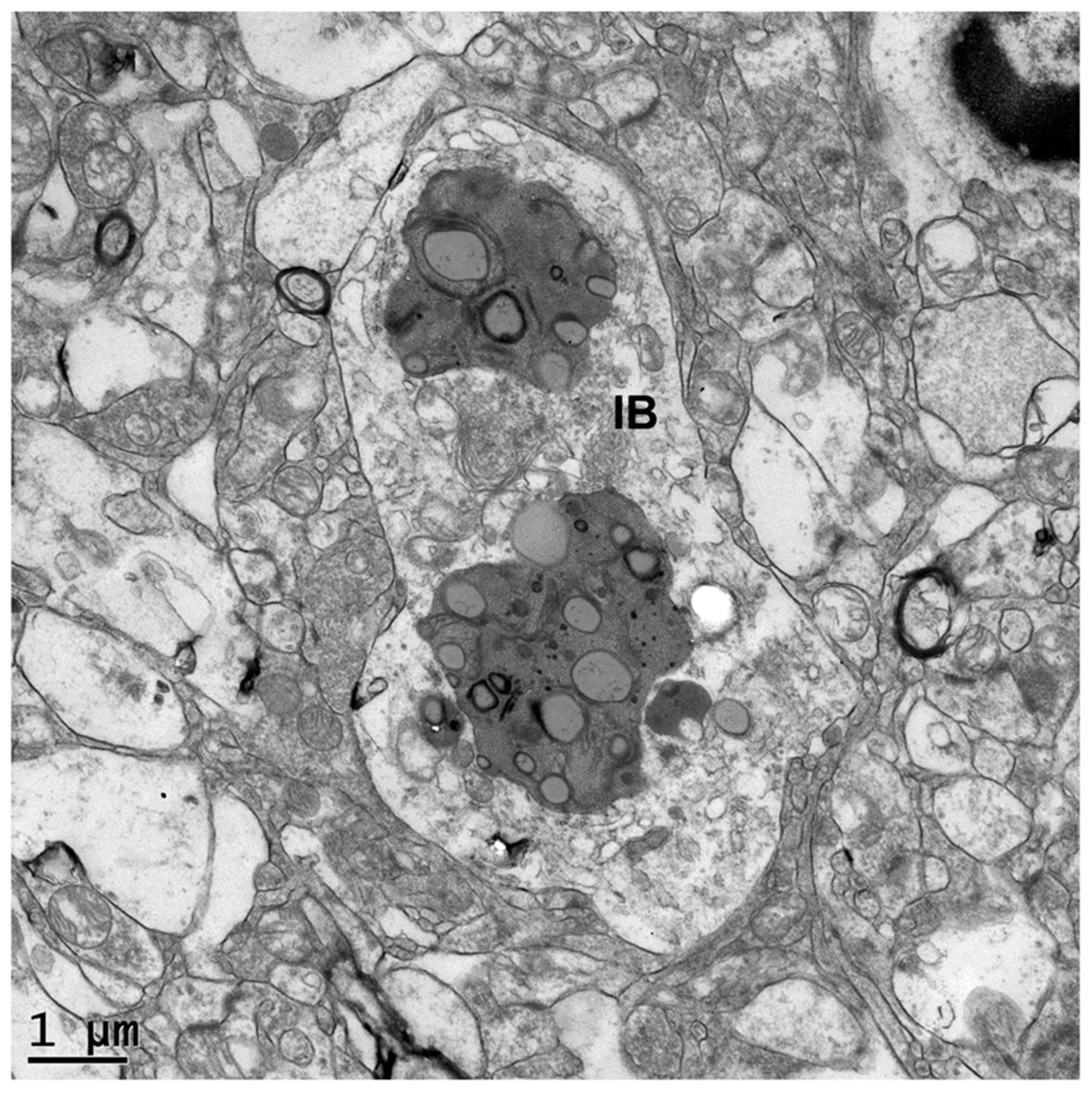 Genes 16 00269 g003 Genes 16 00269 g003