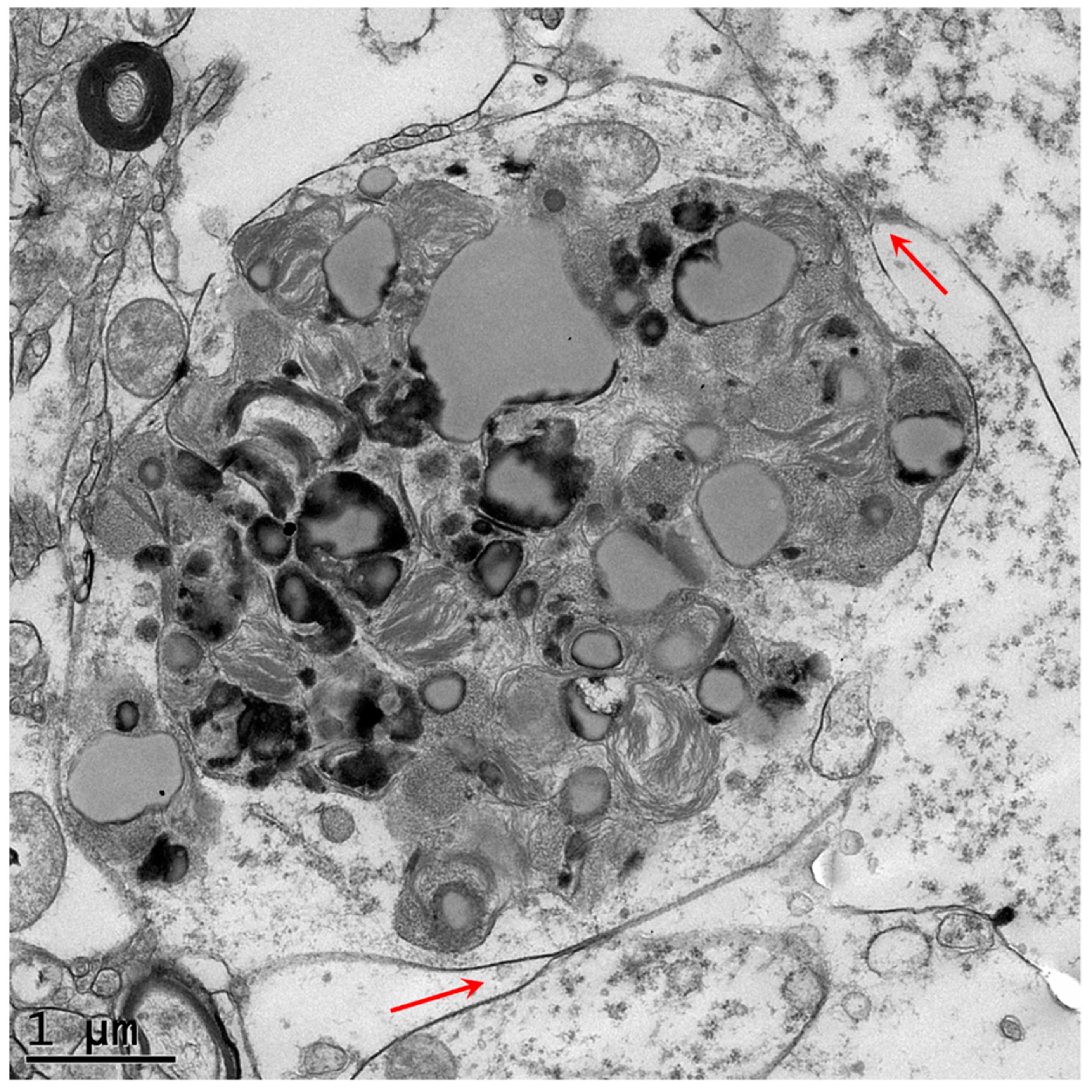 Genes 16 00269 g004 Genes 16 00269 g004
