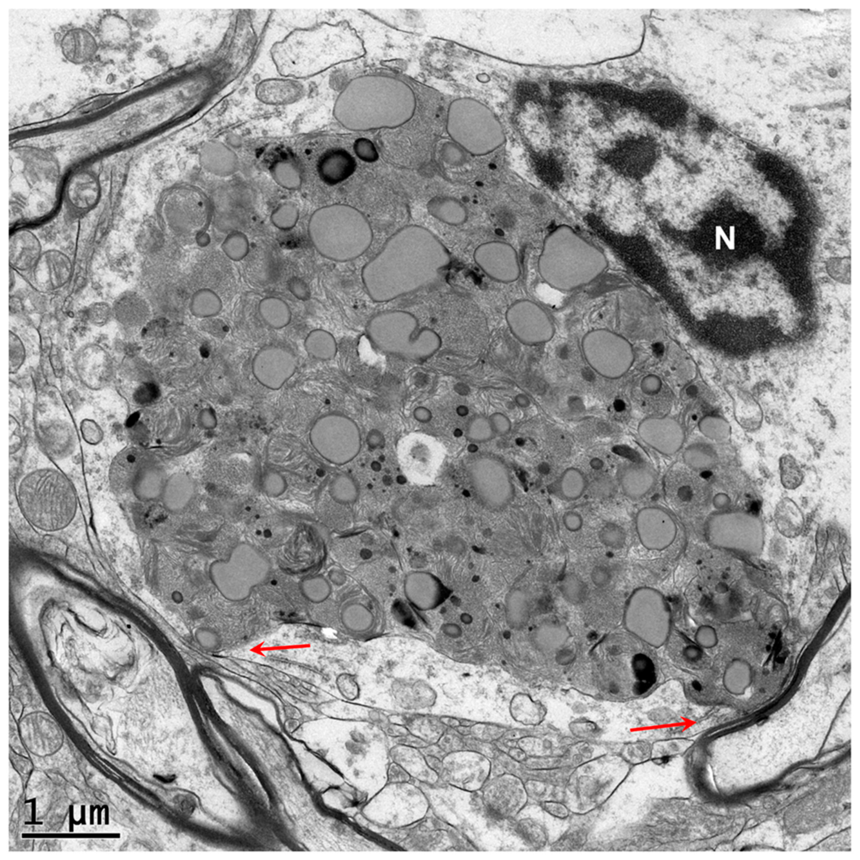 Genes 16 00269 g005 Genes 16 00269 g005