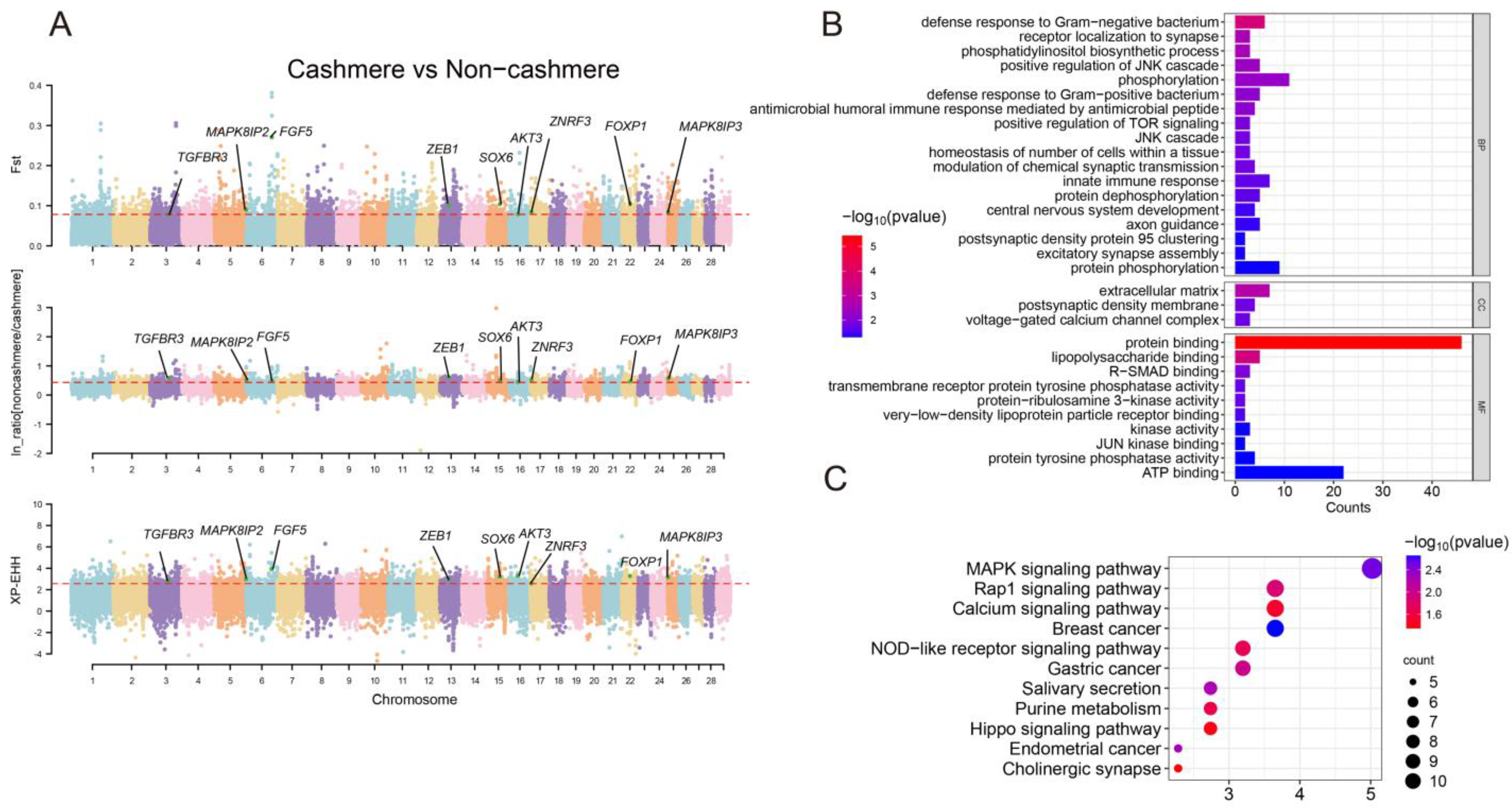 Genes 16 00292 g002 Genes 16 00292 g002