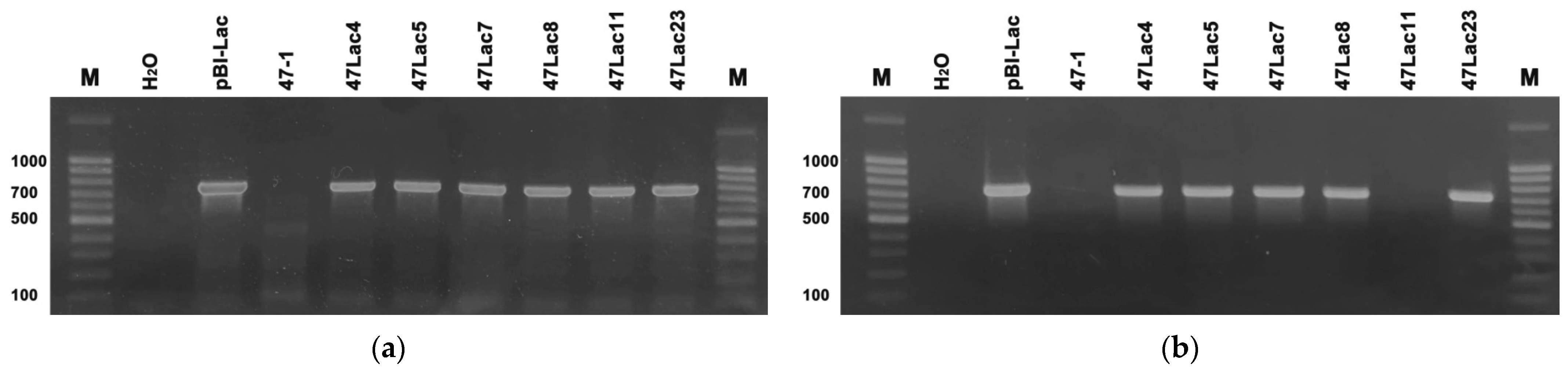 Genes 16 00298 g001 Genes 16 00298 g001