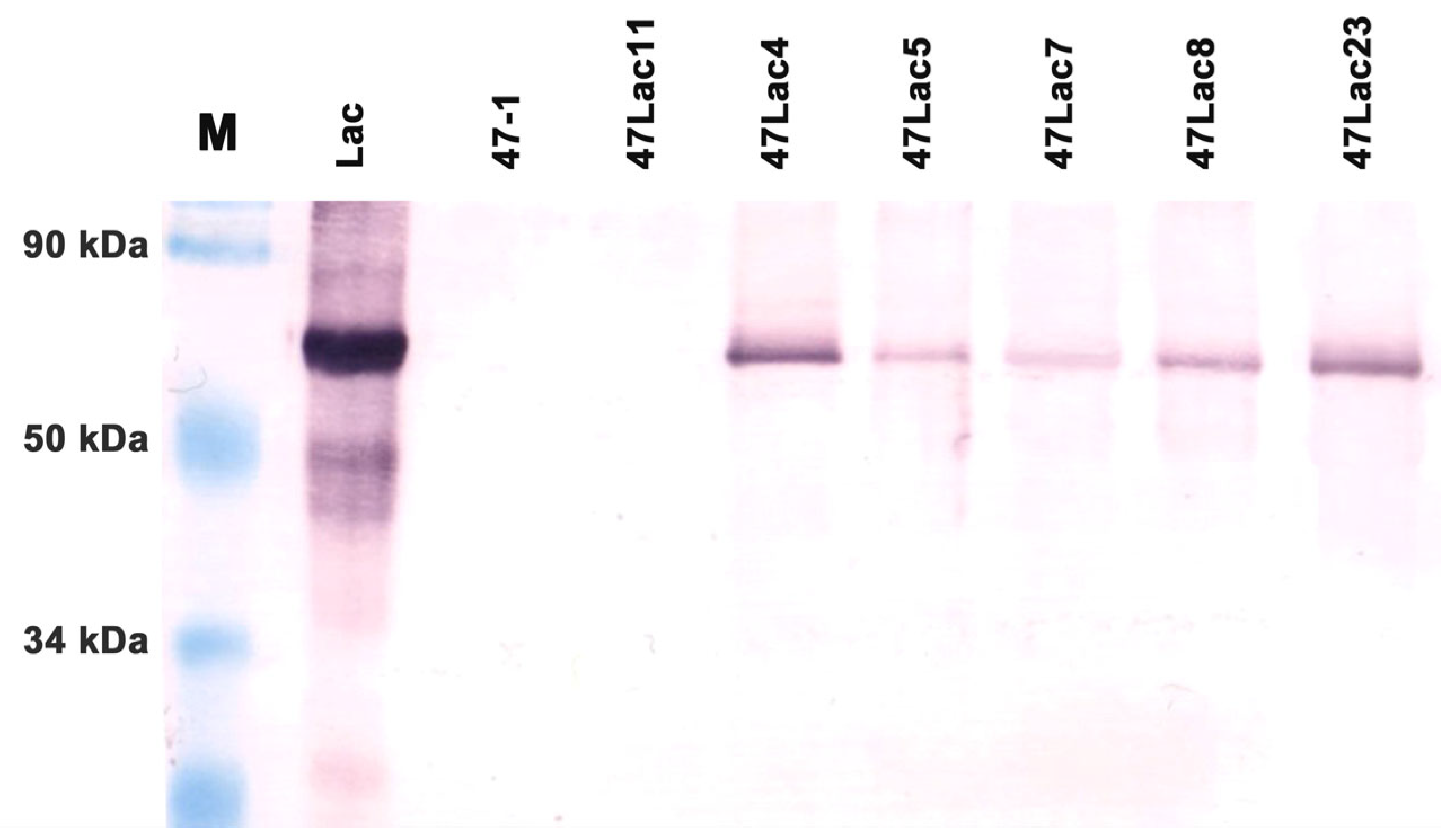Genes 16 00298 g002 Genes 16 00298 g002