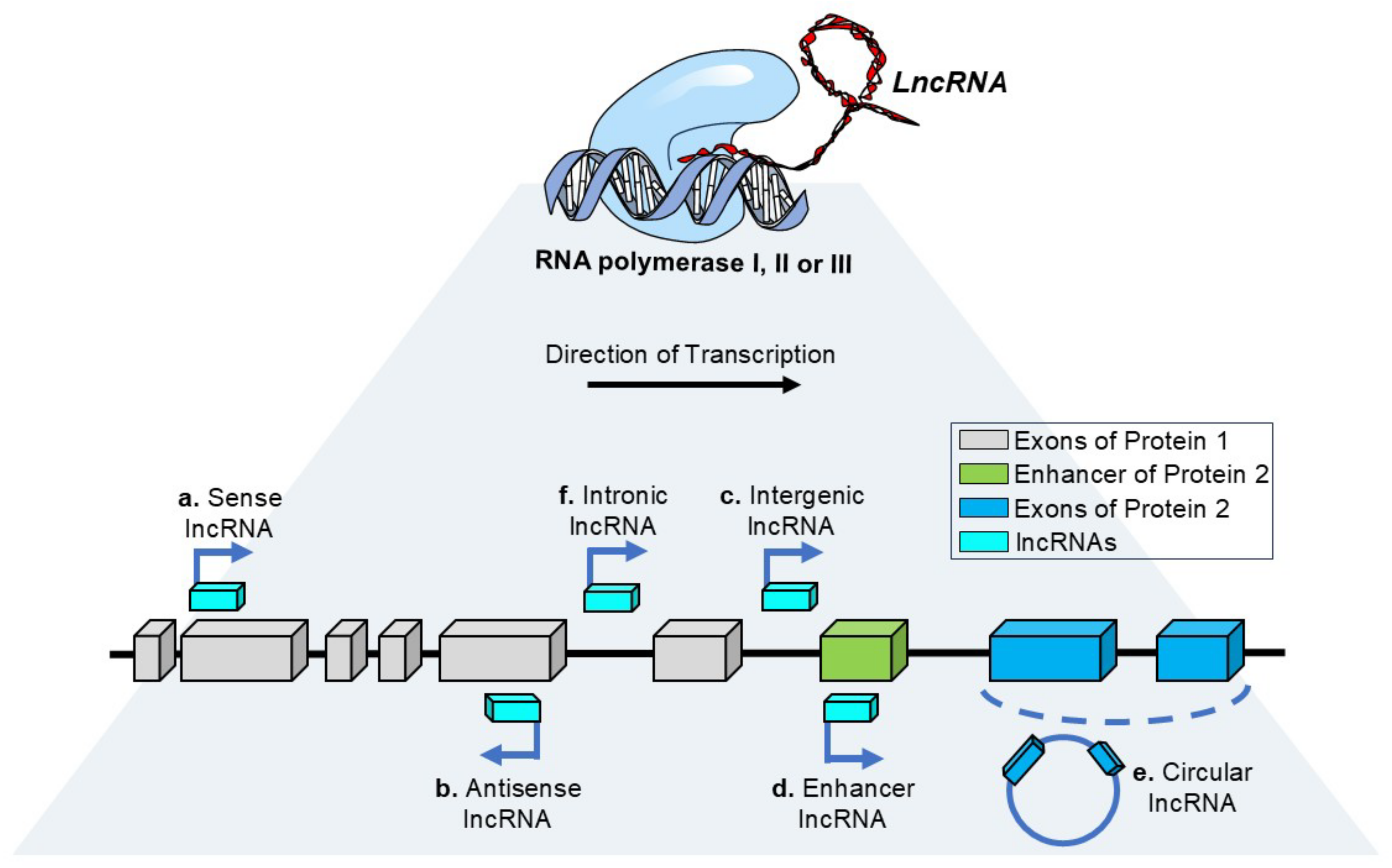 Genes 16 00313 g001 Genes 16 00313 g001