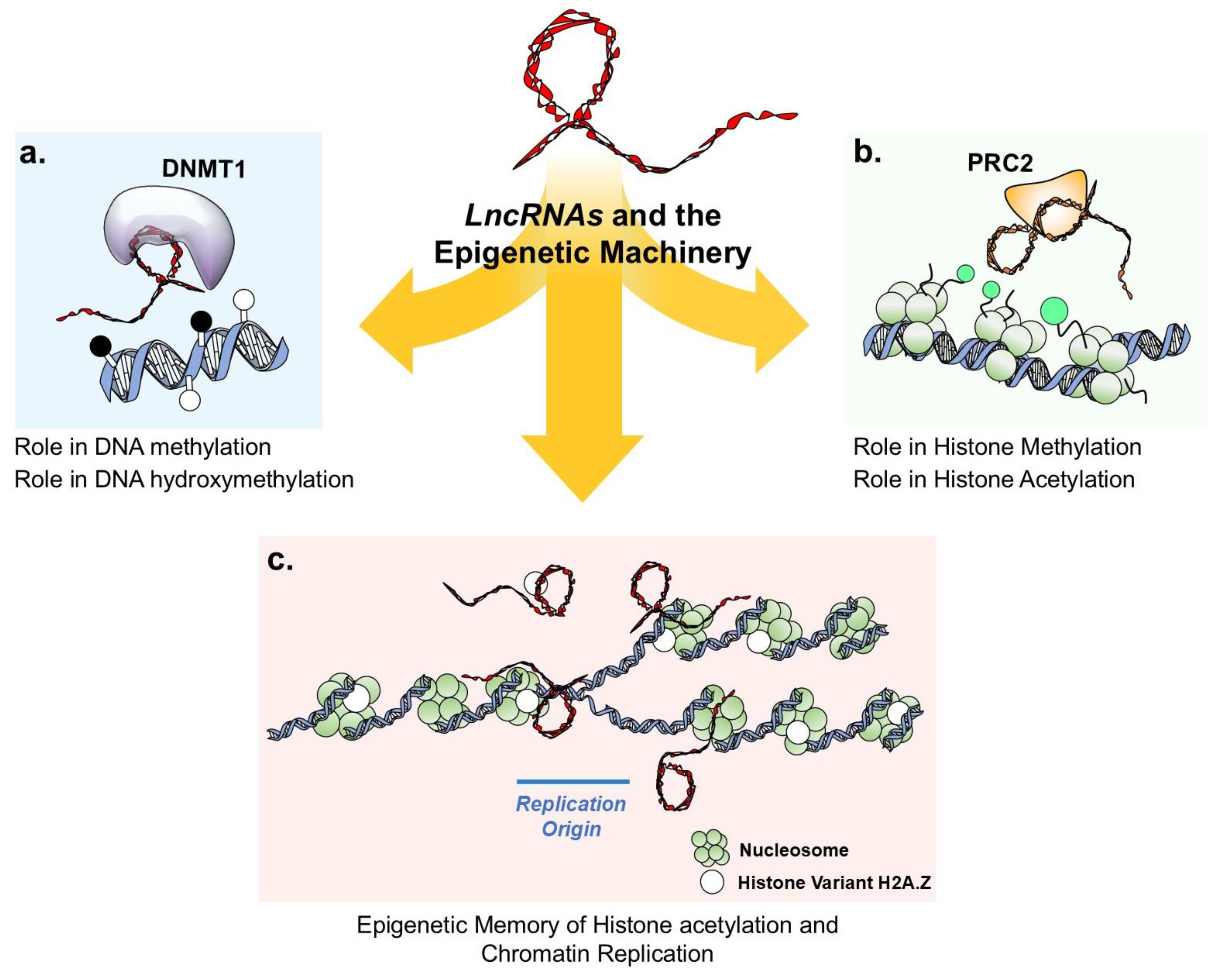 Genes 16 00313 g002 Genes 16 00313 g002