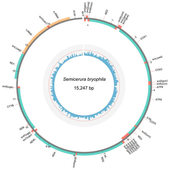 gene The Mitochondrial Genome of the Springtail Semicerura bryophila
