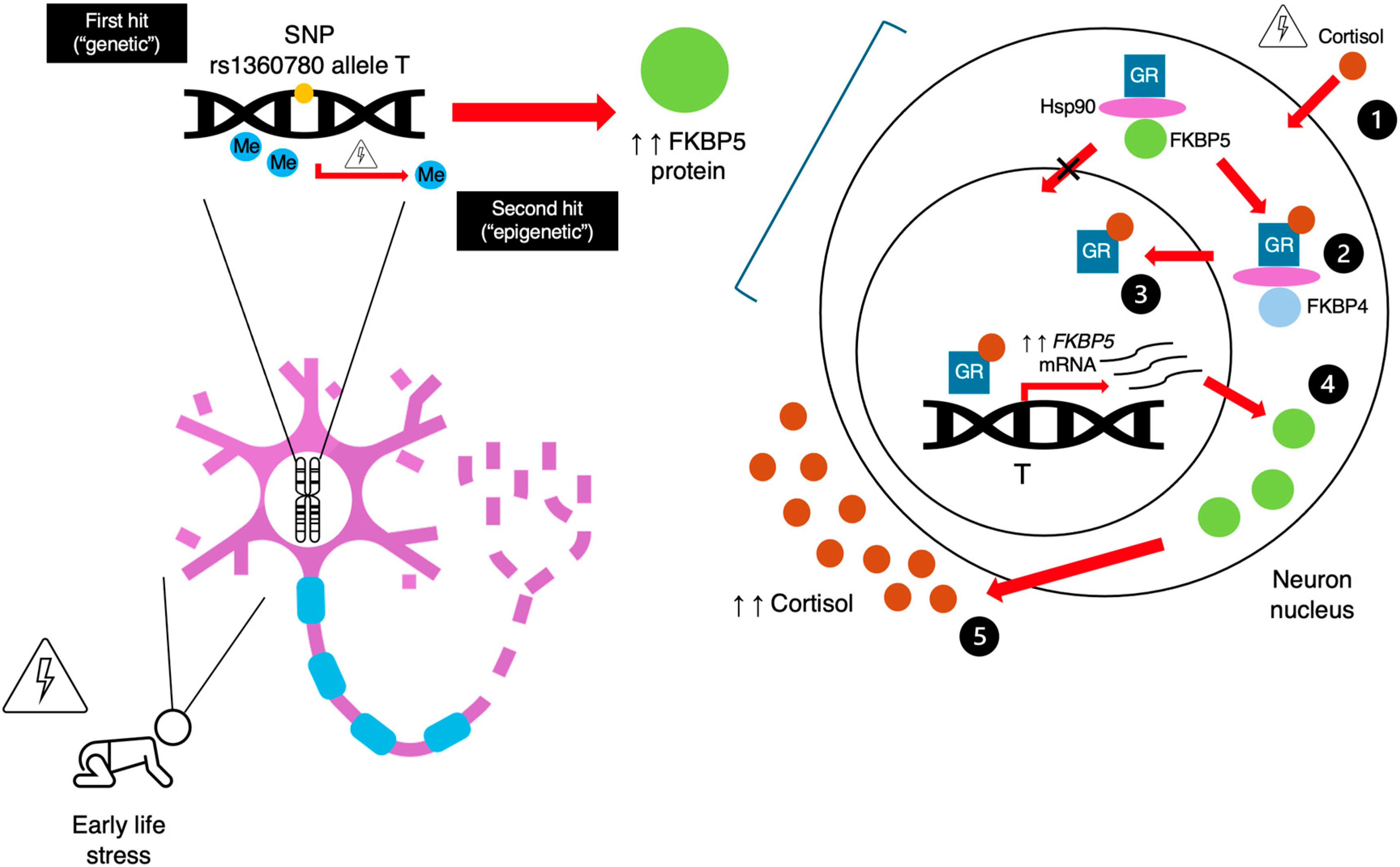 Genes 16 00325 g001 Genes 16 00325 g001