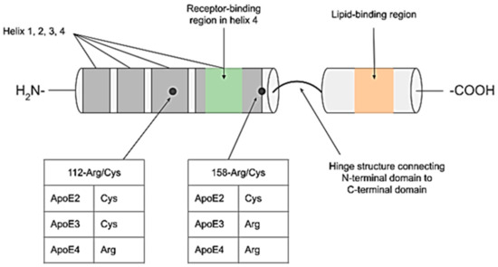 Curious Dichotomies of Apolipoprotein E Function in