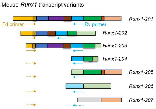 Detection of mRNA Transcript Variants