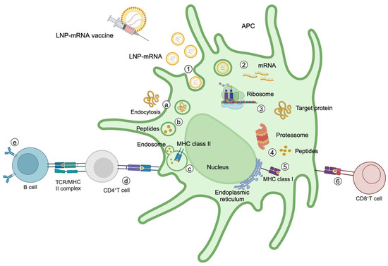 The Bright Future of mRNA as a Therapeutic Molecule