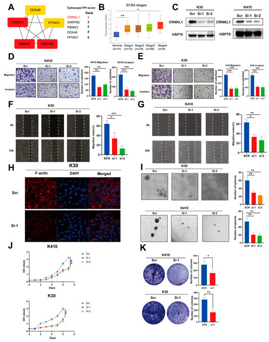 Multi-Omics Analysis of Survival-Related Splicing Factors and