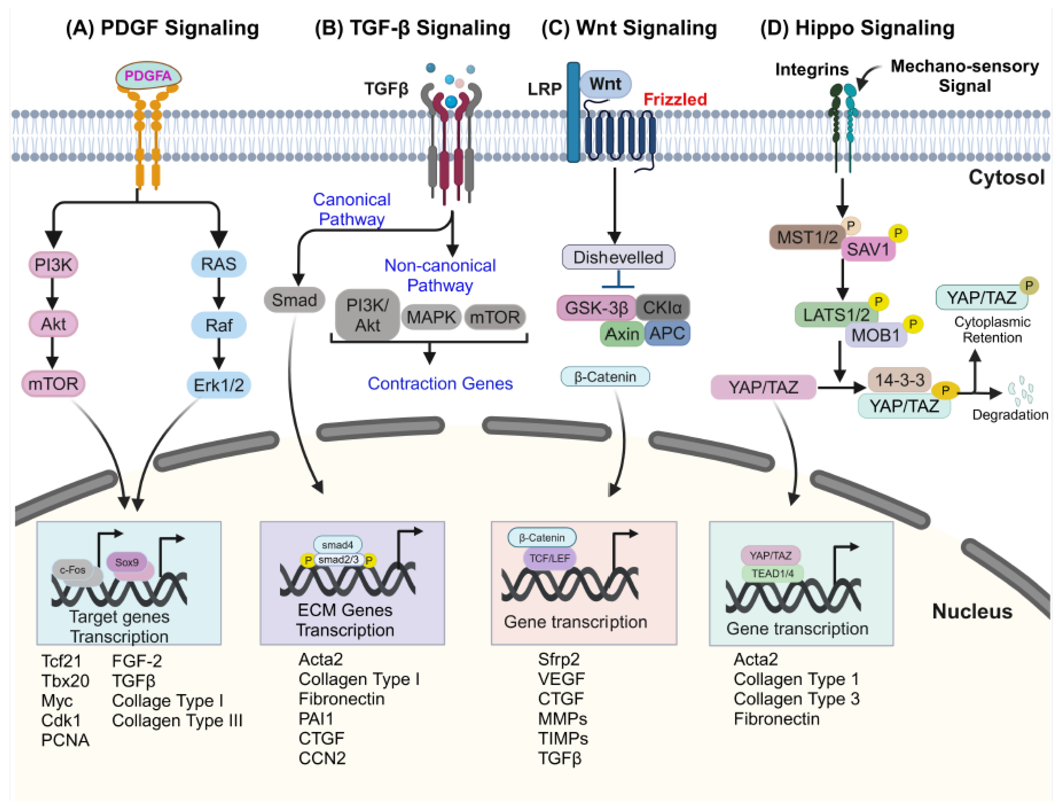 Genes 16 00381 g003