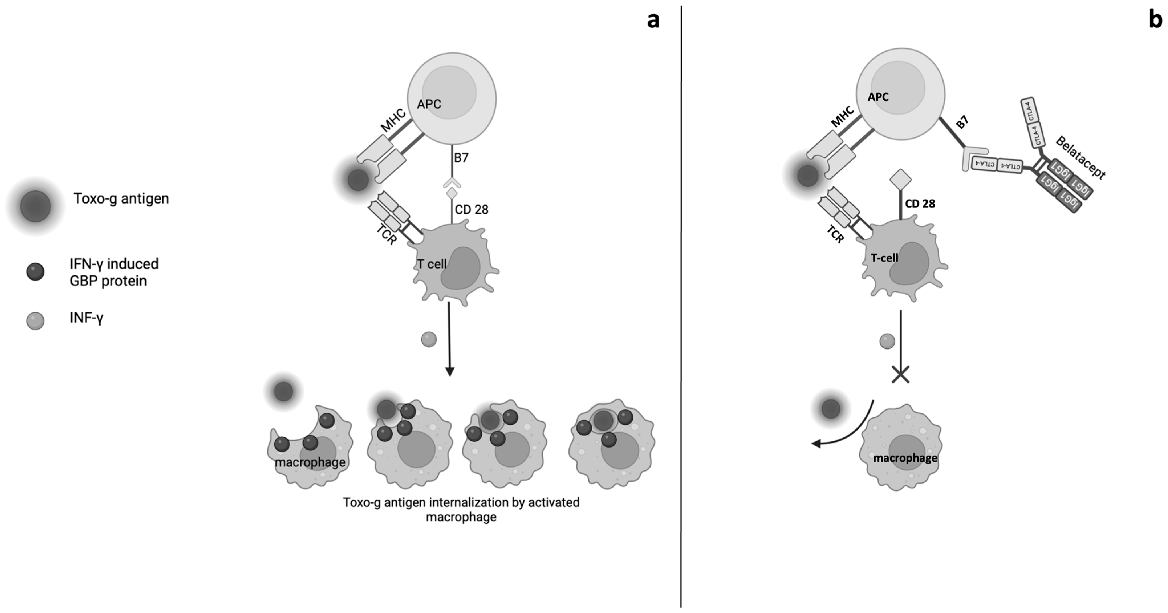 Genes 16 00391 g003