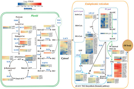Transcriptome Analysis Reveals Key Genes Involved in Fatty Acid and ...