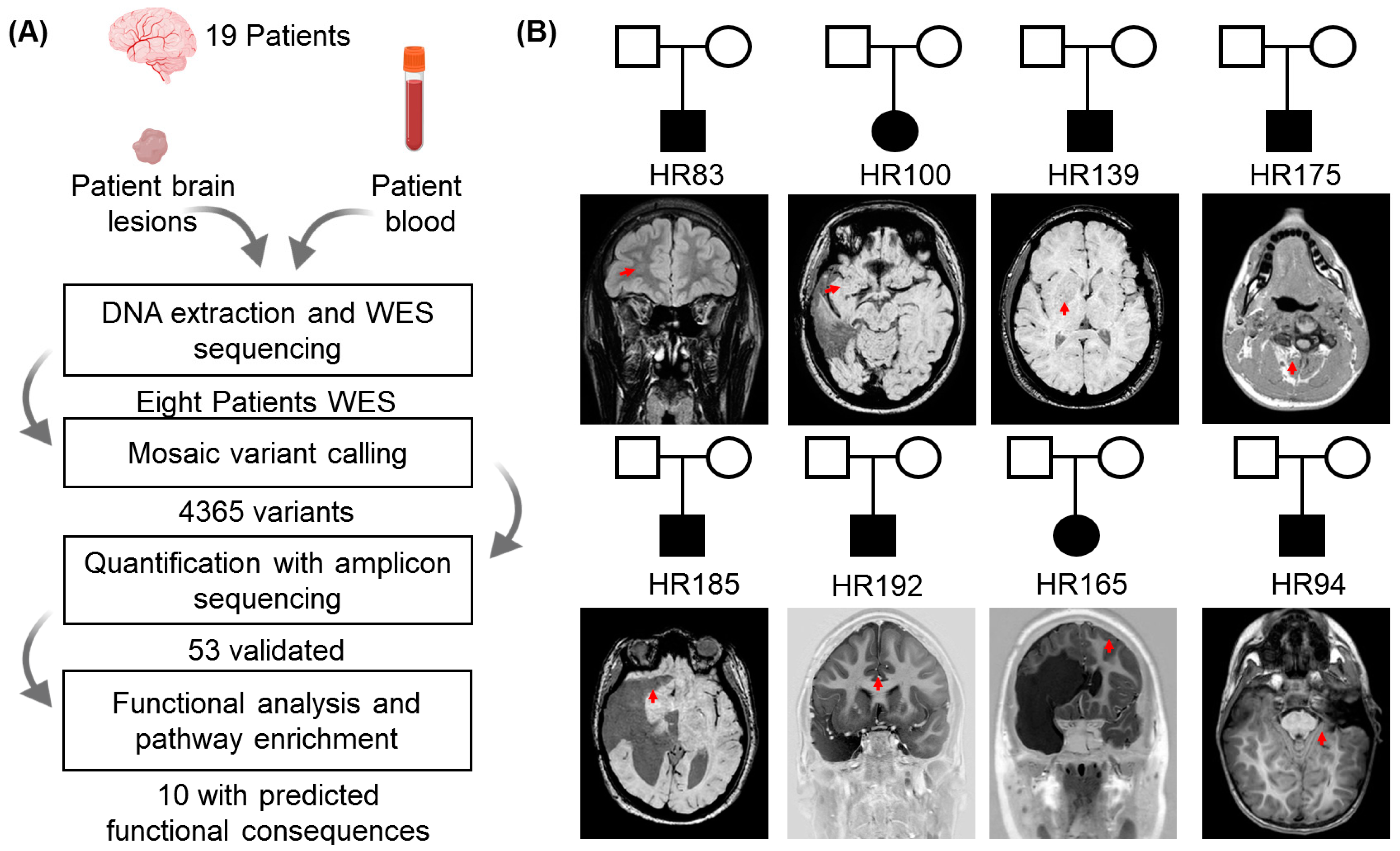 Genes 16 00421 g001