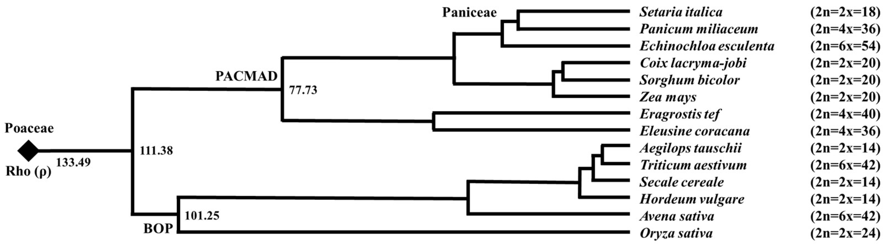 Genes 16 00426 g001 Genes 16 00426 g001