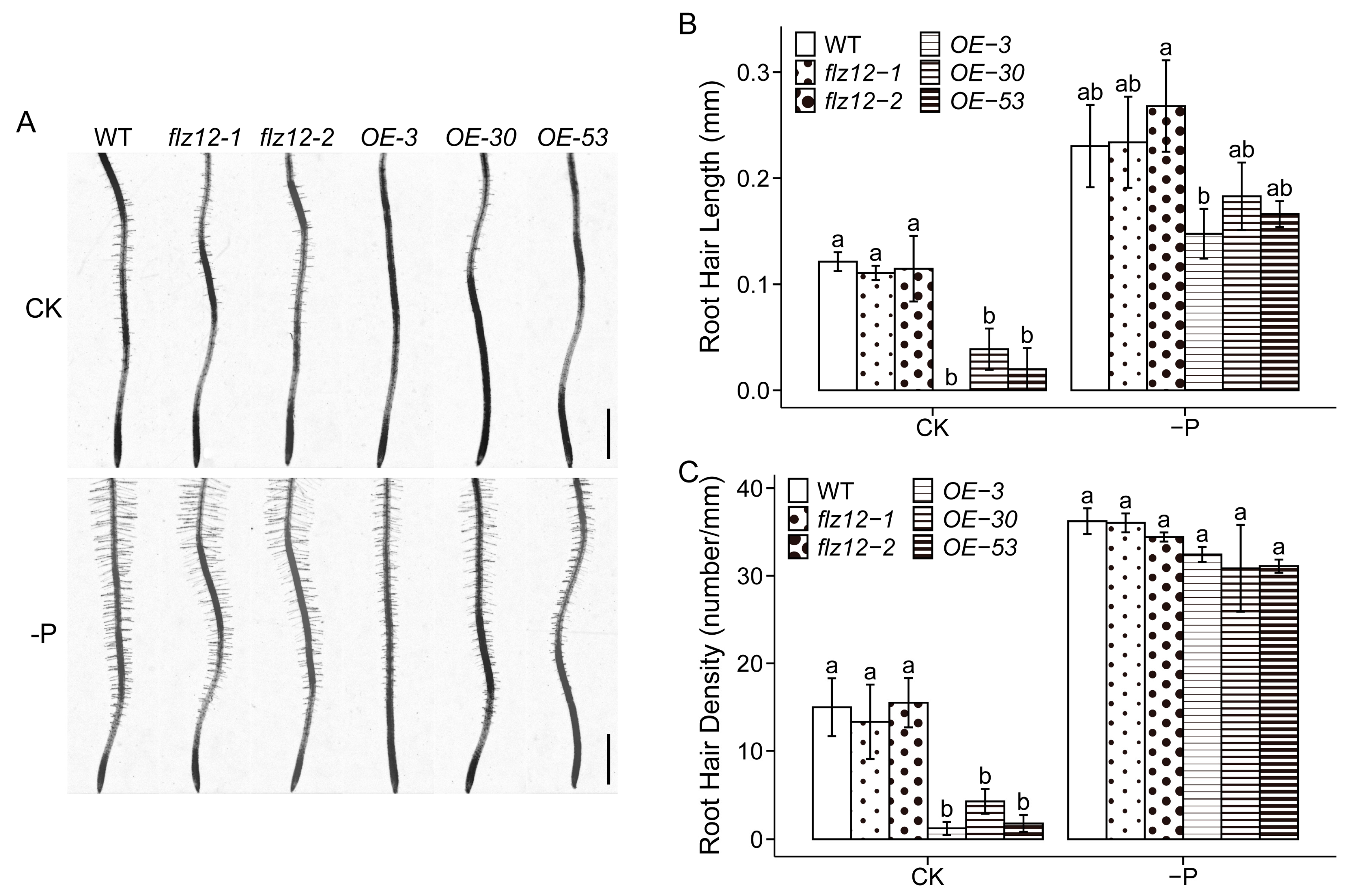 Genes 16 00438 g003