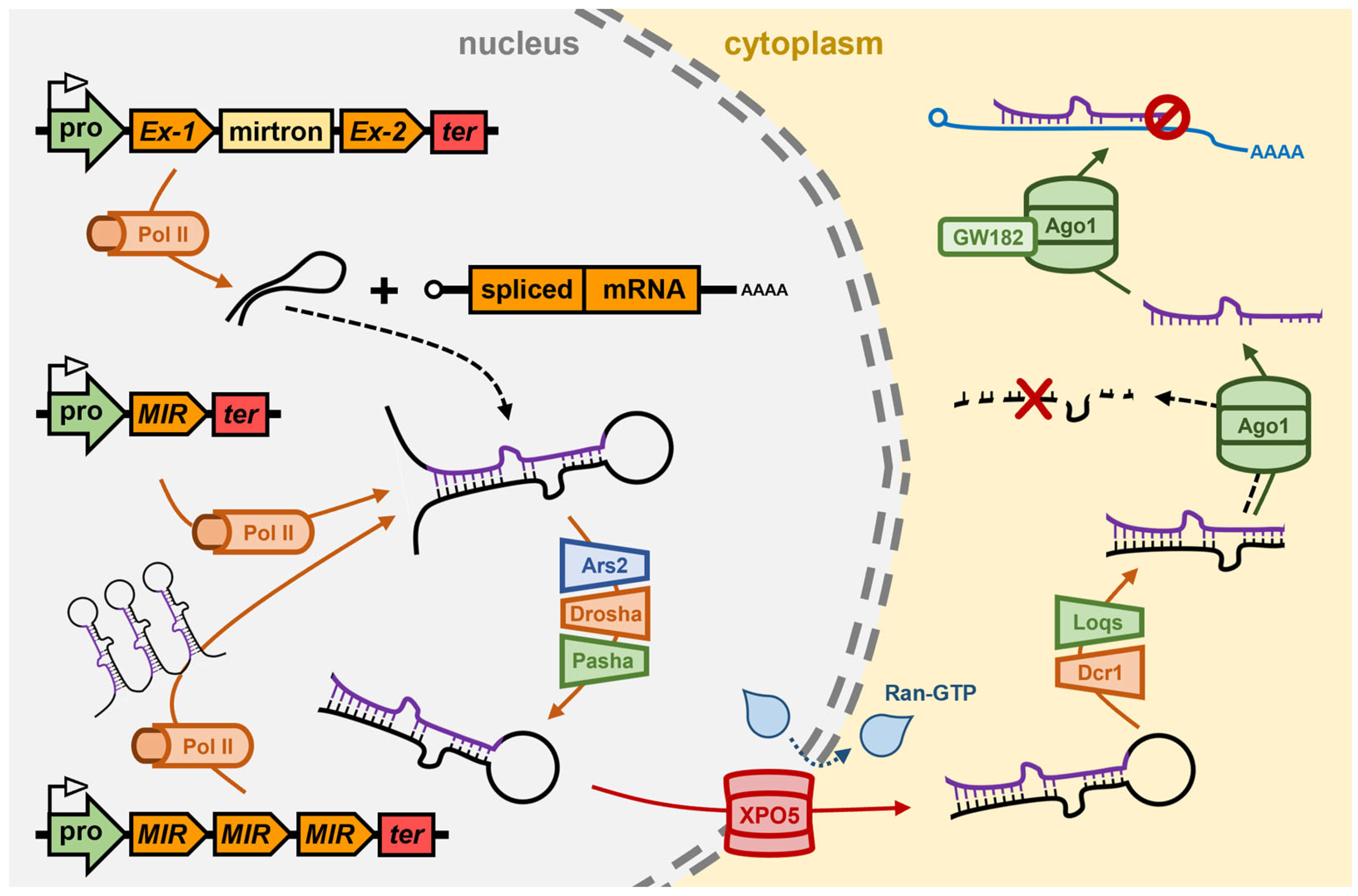 Genes 16 00442 g002 Genes 16 00442 g002